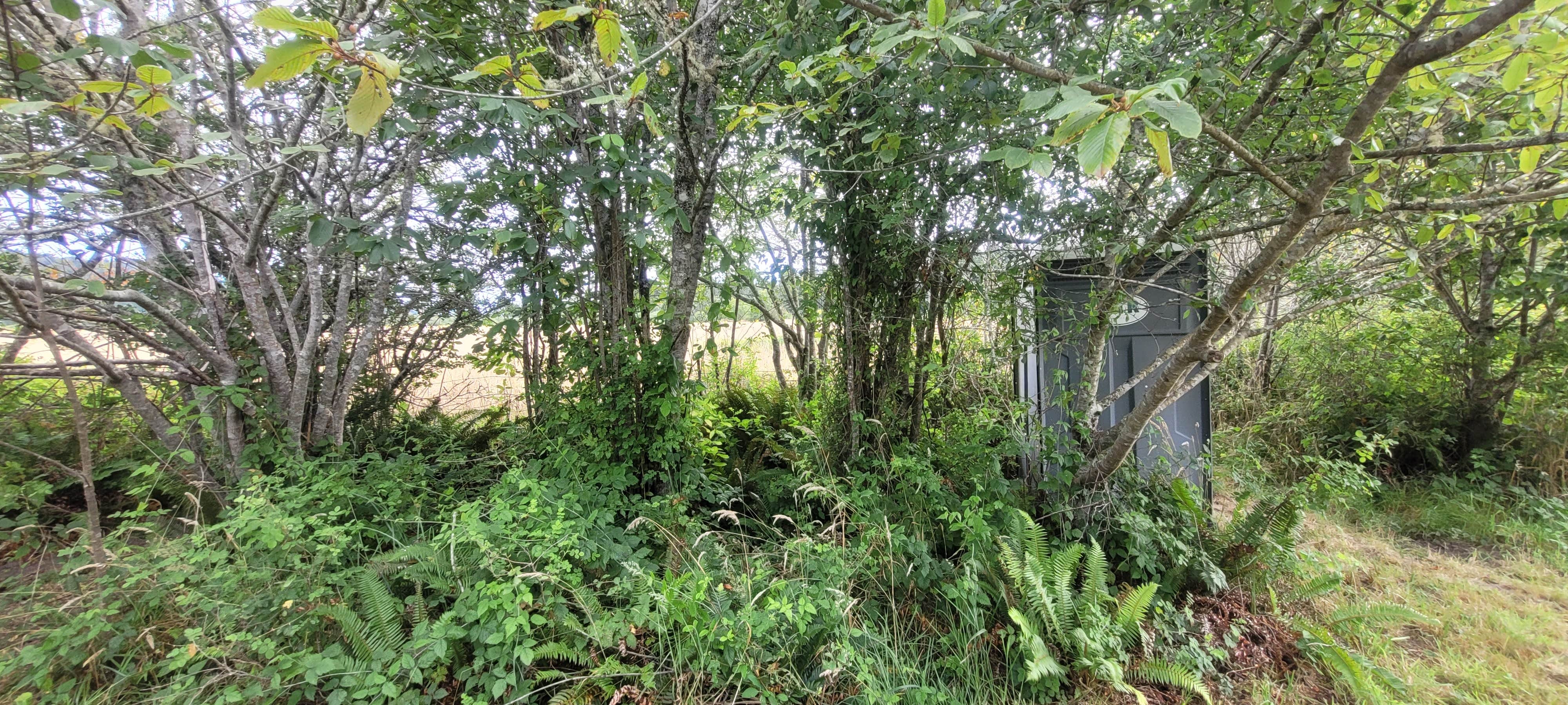 Camper submitted image from Crescent City Camping (Private) - 3