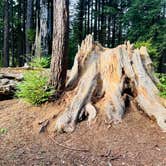Review photo of Crescent City/Redwoods KOA by january K., October 21, 2026