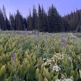 Review photo of Crested Butte - Gothic dispersed camping by Mary P., July 21, 2024