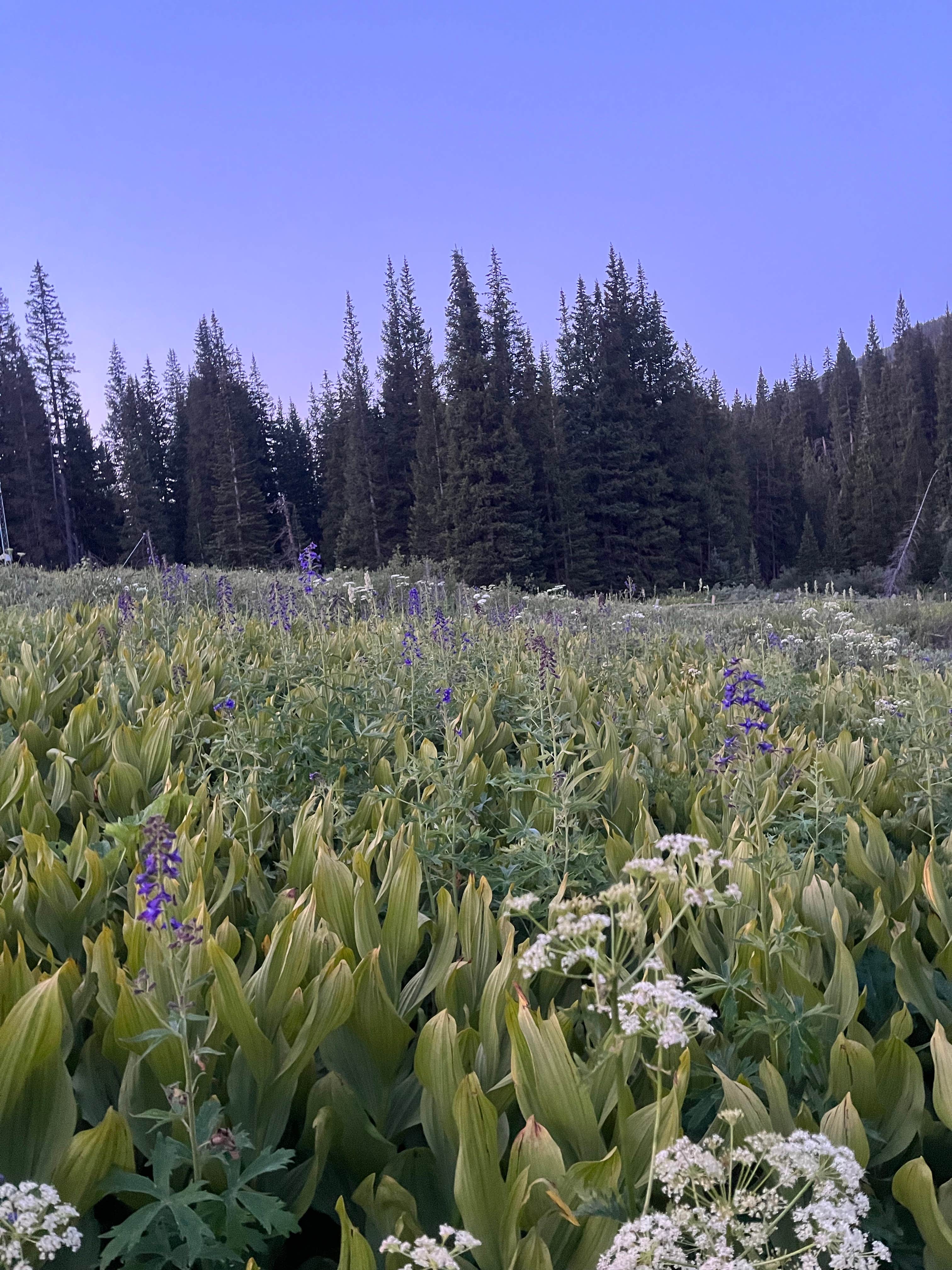 Camper submitted image from Crested Butte - Gothic dispersed camping - 2