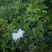 Review photo of Crested Butte - Gothic dispersed camping by Mary P., July 21, 2024