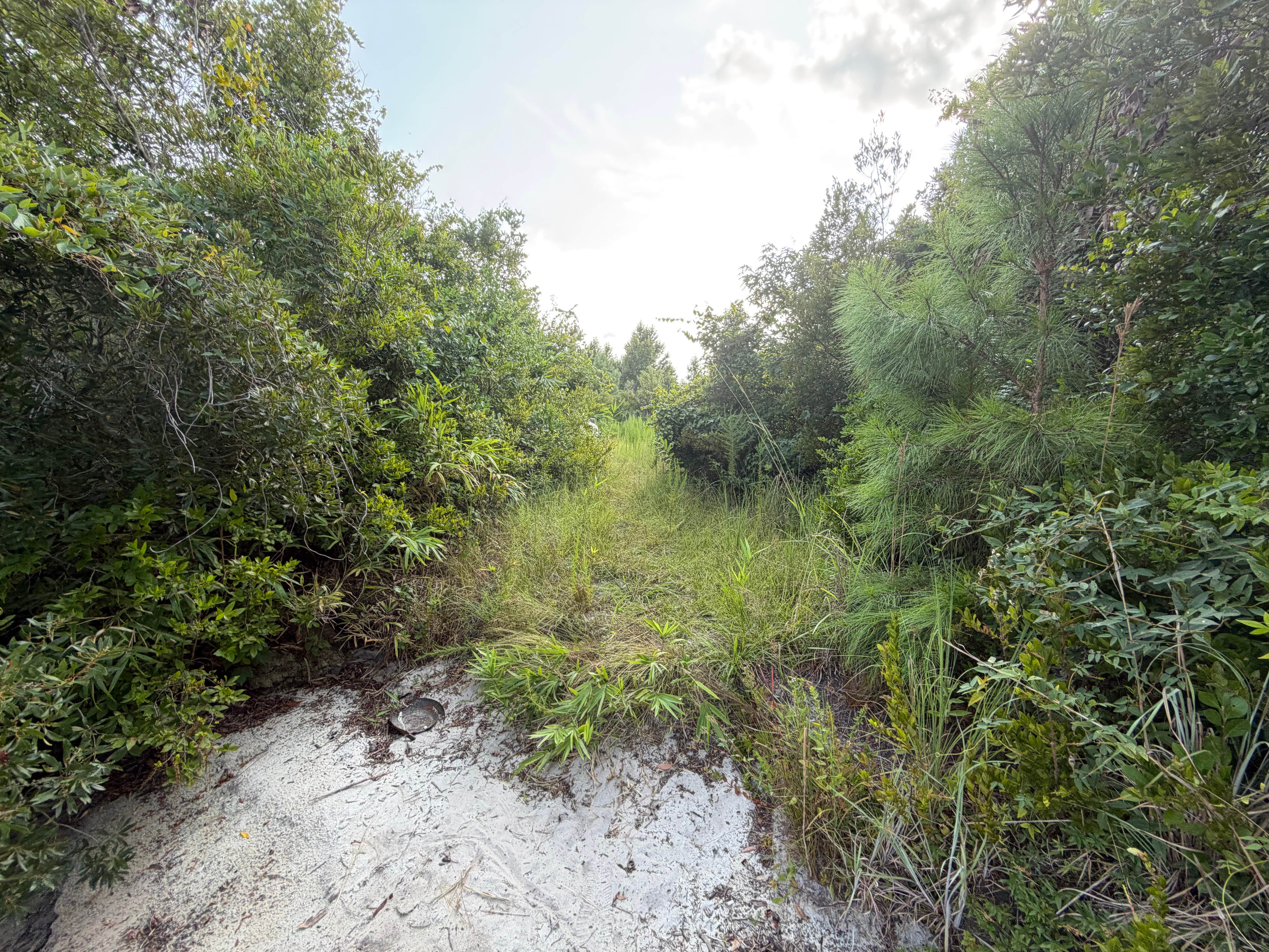 Camper-submitted photo at Great Lake Dispersed Site - Croatan National Forest near New Bern, NC