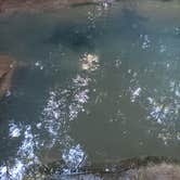 Review photo of Blue Hole Dispersed- Crockford-Pigeon Mountain WMA by Sarah H., August 24, 2024