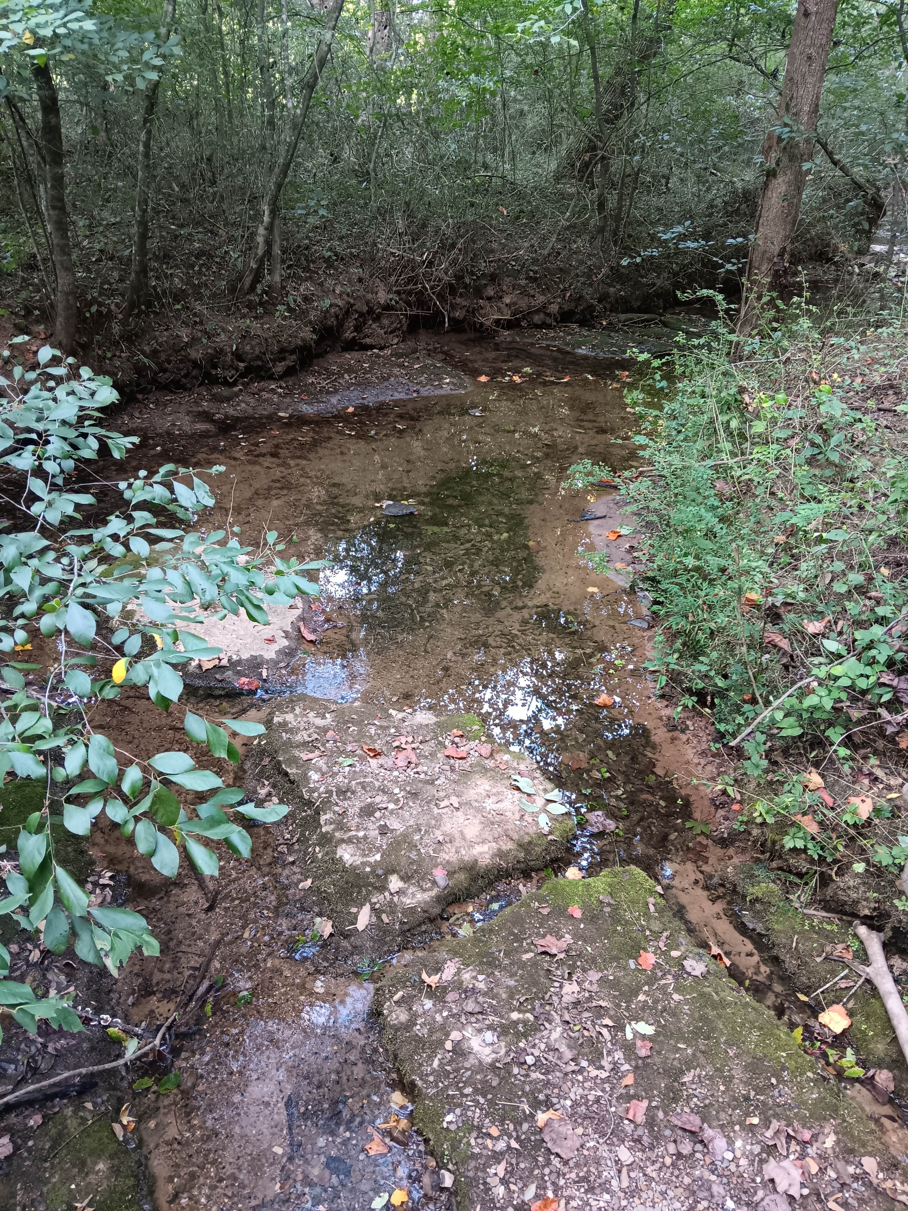 Camper submitted image from Blue Hole Dispersed- Crockford-Pigeon Mountain WMA - 5