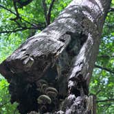 Review photo of Croft State Park Campground by Sarah B., July 5, 2025
