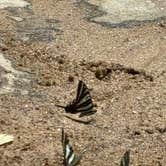Review photo of Croft State Park Campground by Sarah B., July 5, 2025