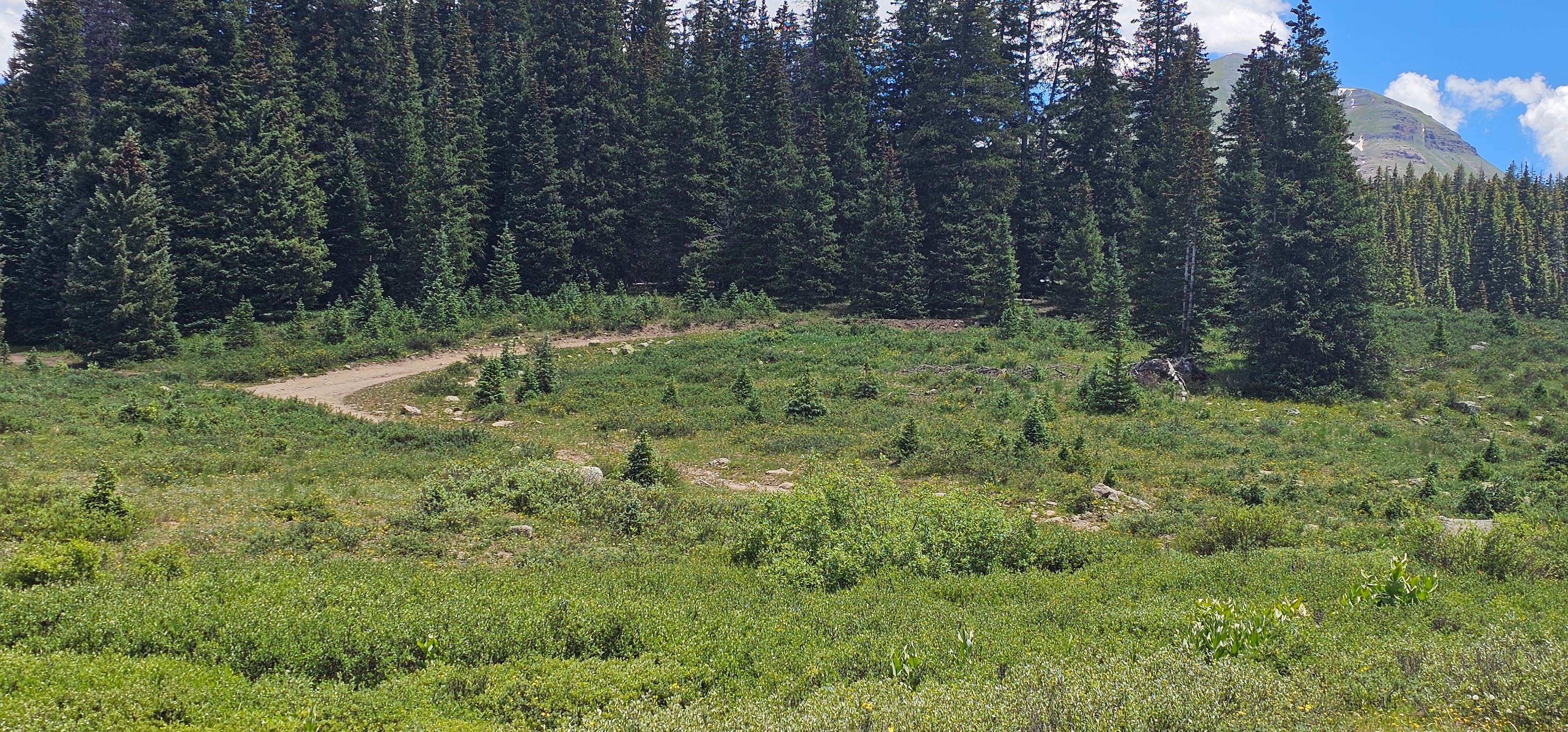 Camping near Roche Gulch near Delores River: Cross Mtn - East Fork Dispersed Camping, Ophir, Colorado