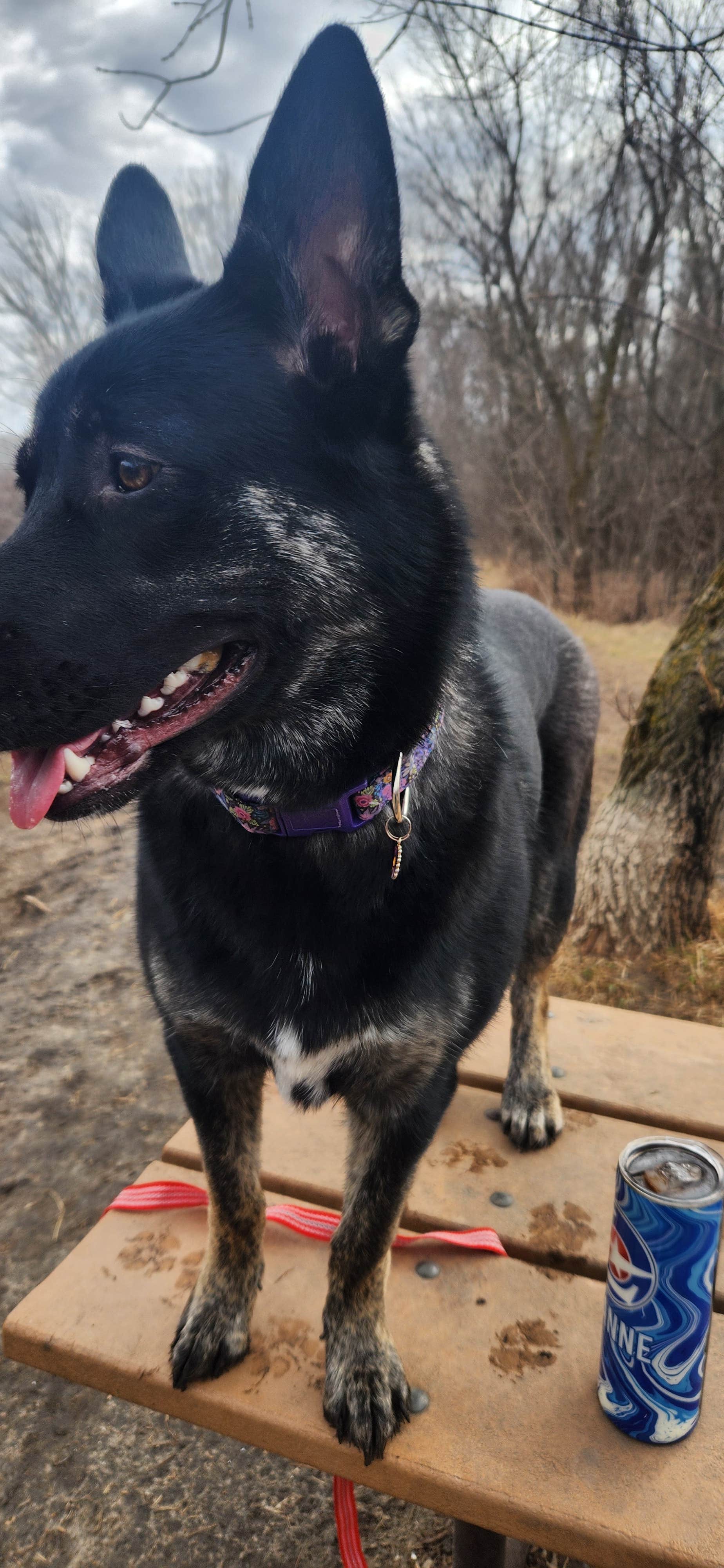 DIANNE T.'s photo of camping with pets at Crow Hassan Park Reserve near Hanover, MN