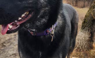 DIANNE T.'s photo of camping with pets at Crow Hassan Park Reserve near Saint Cloud, MN