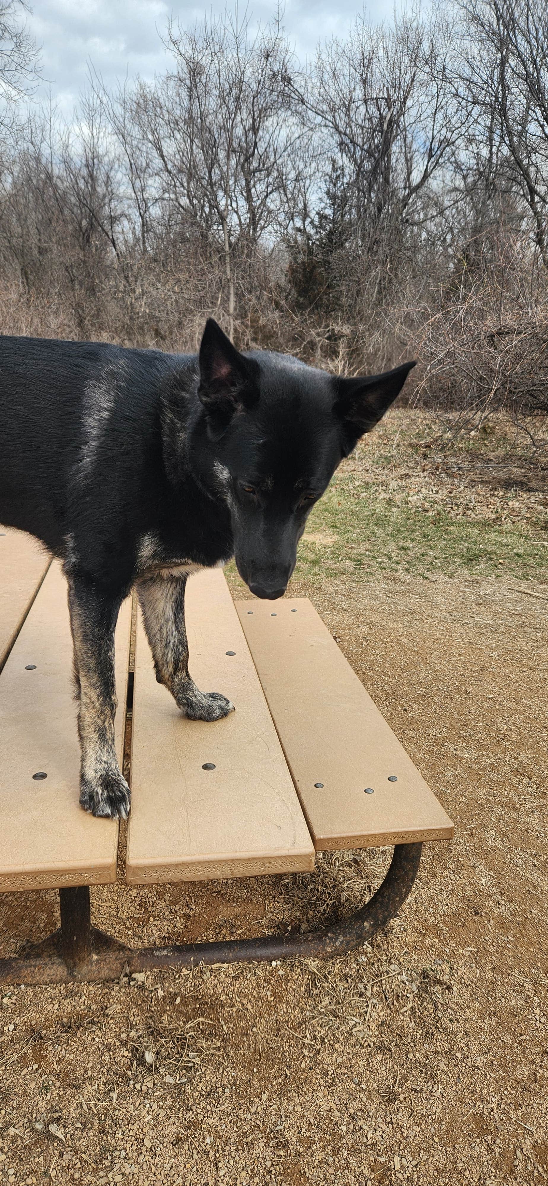 DIANNE T.'s photo of camping with pets at Crow Hassan Park Reserve near Shakopee, MN