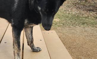 DIANNE T.'s photo of camping with pets at Crow Hassan Park Reserve near Dassel, MN
