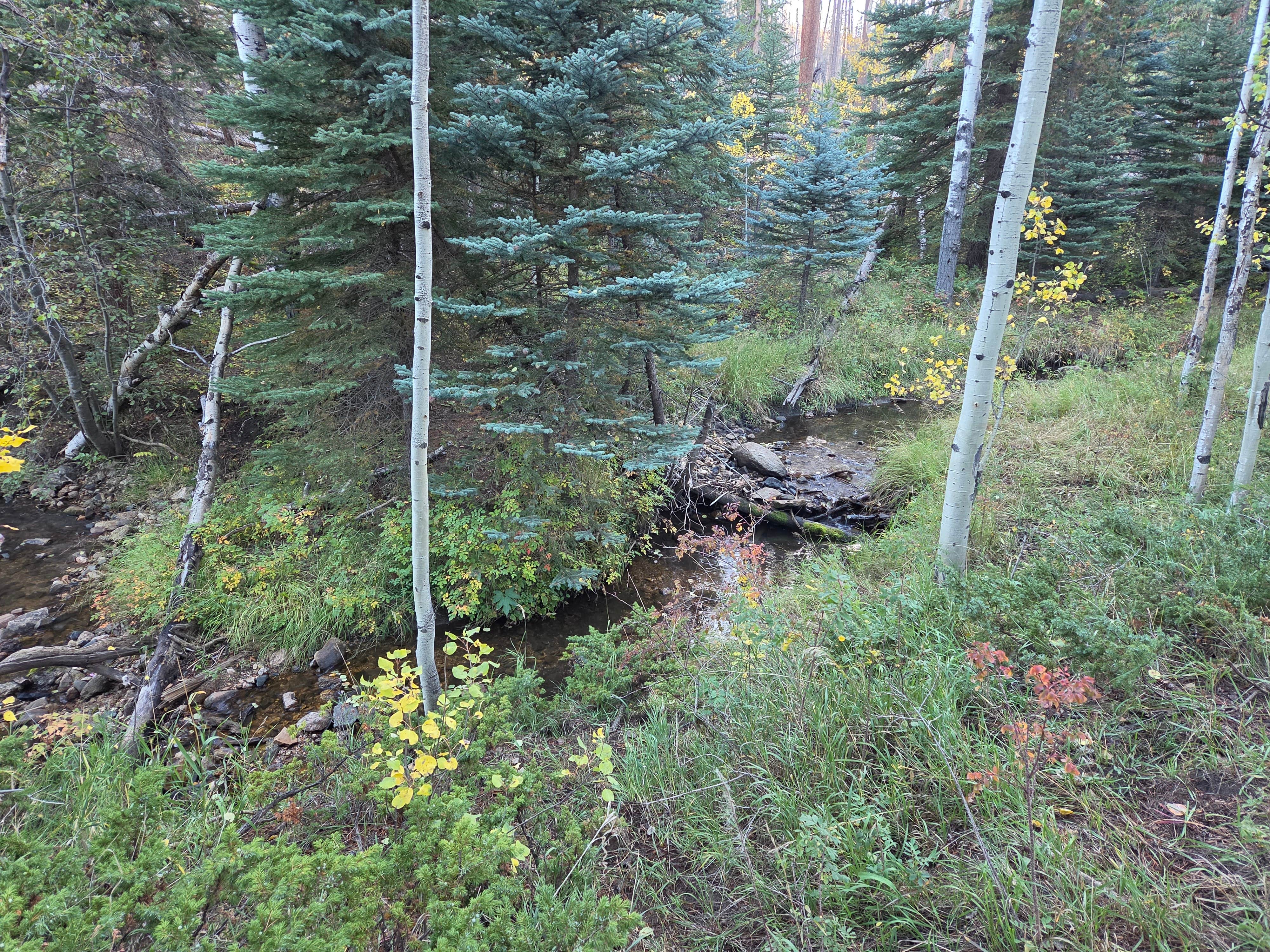 Camper-submitted photo at Crown Point Road Dispersed near Red Feather Lakes, CO