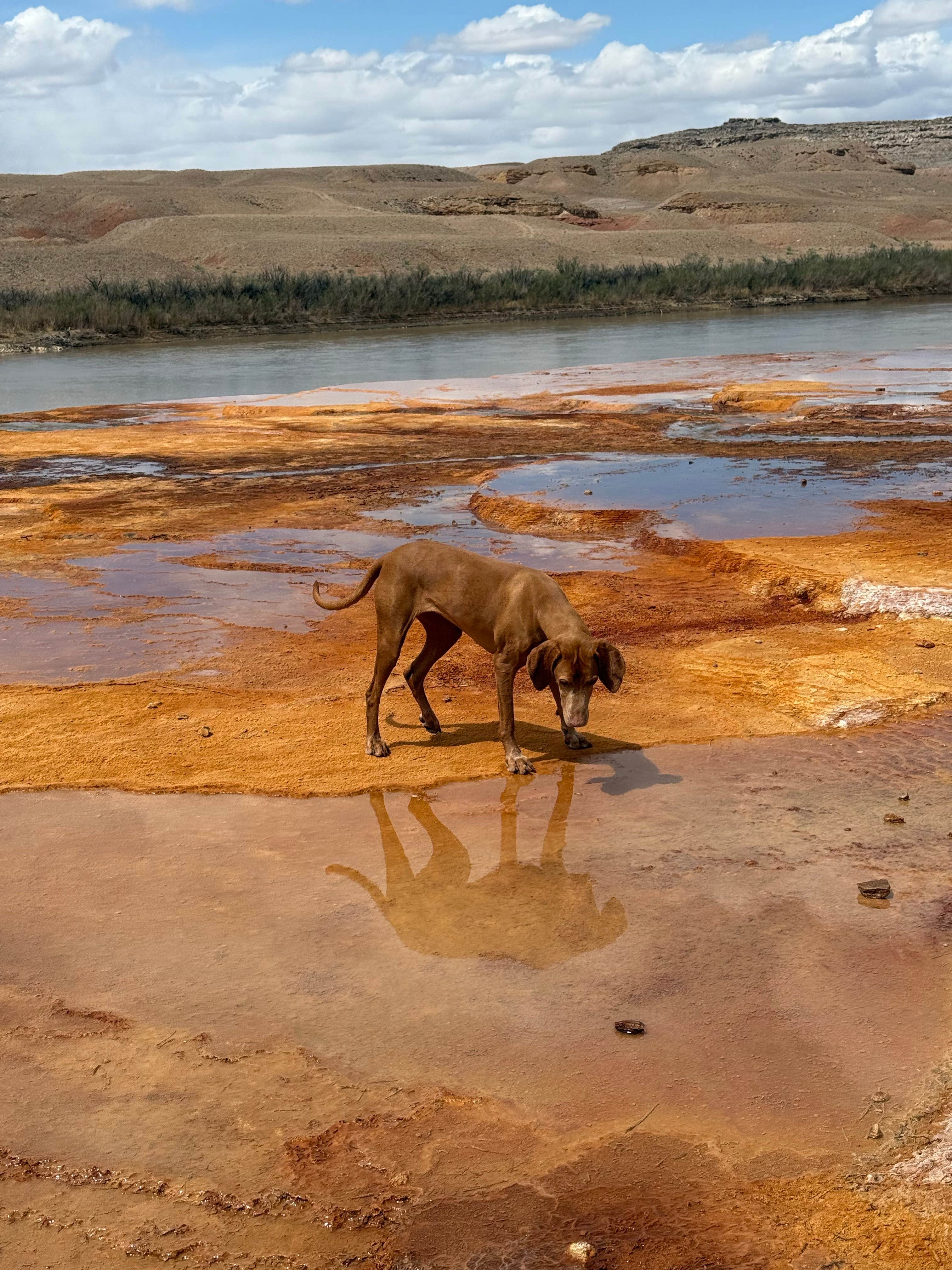 @57overlander C.'s photo of camping with pets at Crystal Geyser Dispersed Camp near Green River, UT