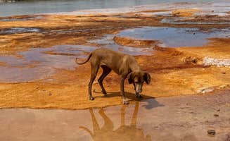 @57overlander C.'s photo of camping with pets at Crystal Geyser Dispersed Camp near Green River, UT