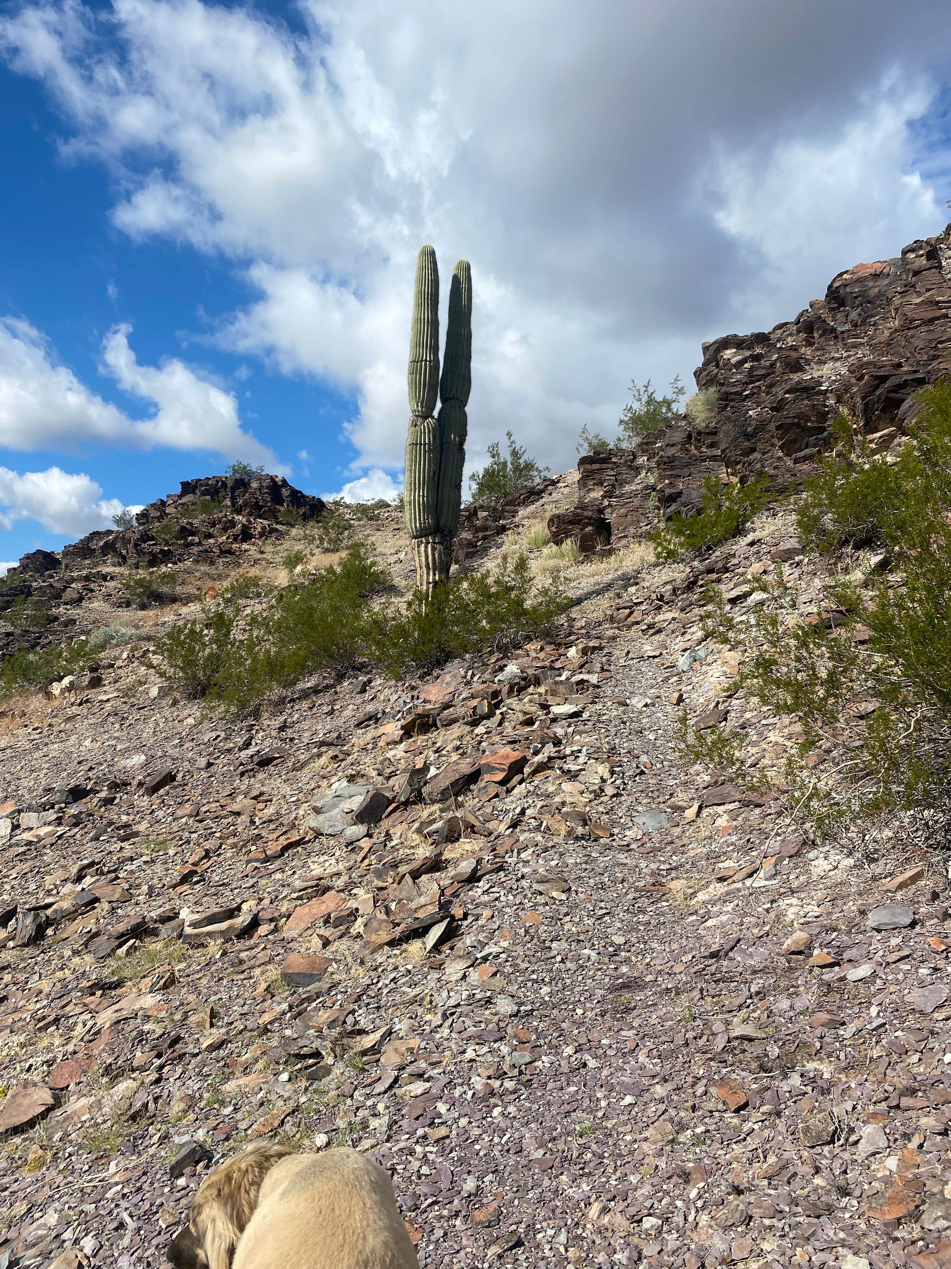 Imerie T.'s photo of camping with pets at Kofa National Wildlife Refuge - Crystal Hill Free Campsites near Salome, AZ