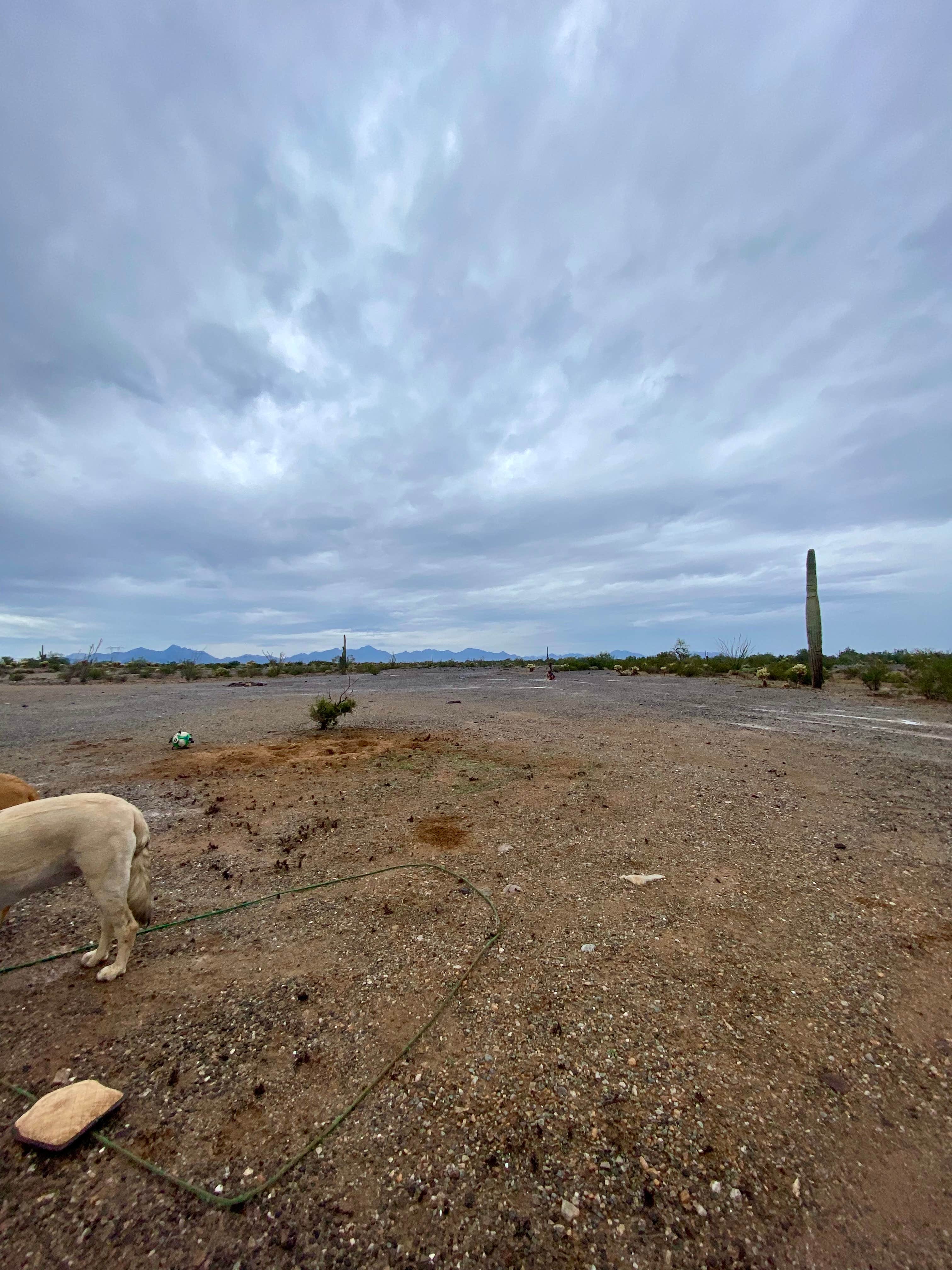 Imerie T.'s photo of camping with pets at Kofa National Wildlife Refuge - Crystal Hill Free Campsites near Wenden, AZ