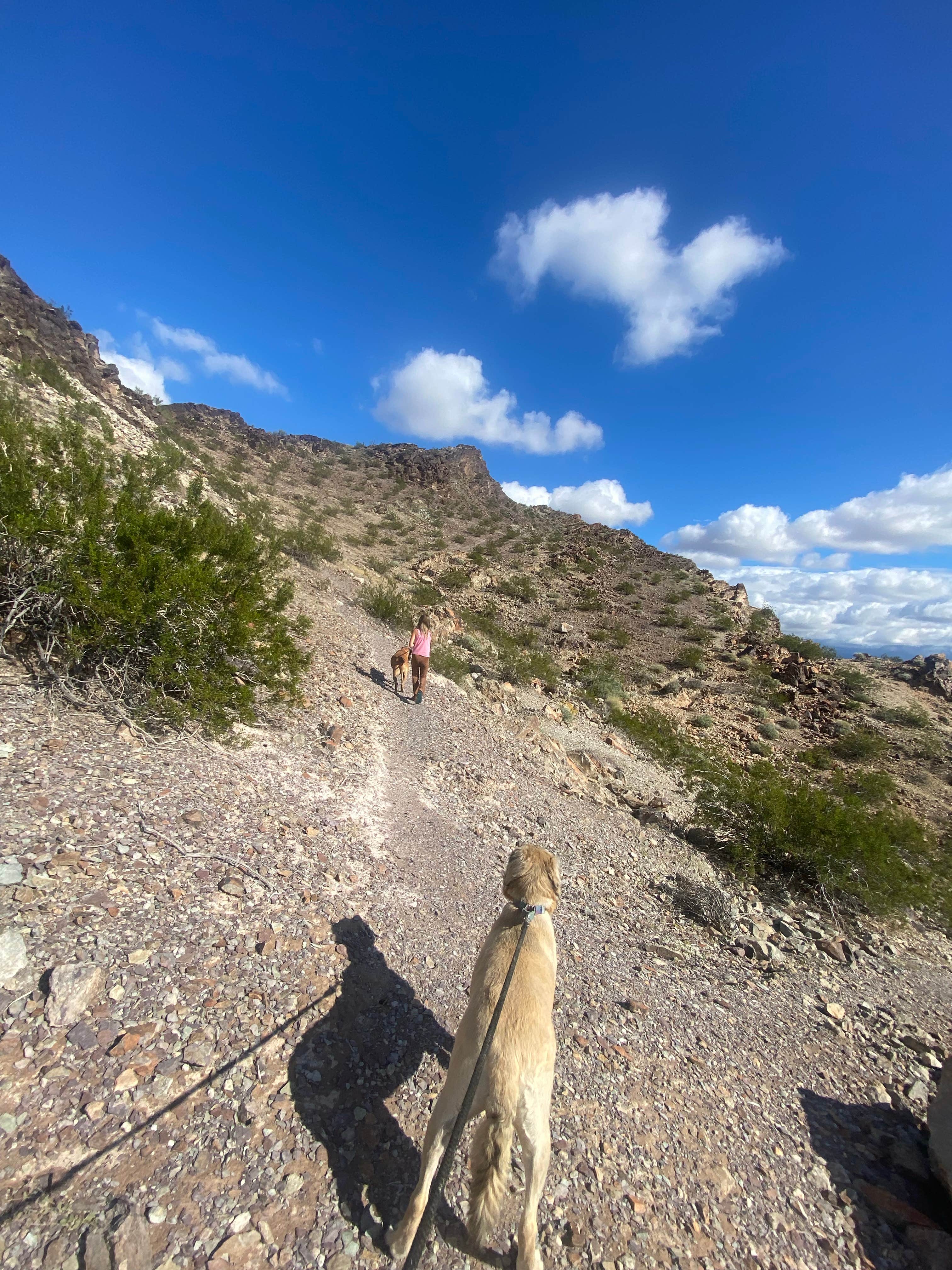 Imerie T.'s photo of camping with pets at Kofa National Wildlife Refuge - Crystal Hill Free Campsites near Quartzsite, AZ