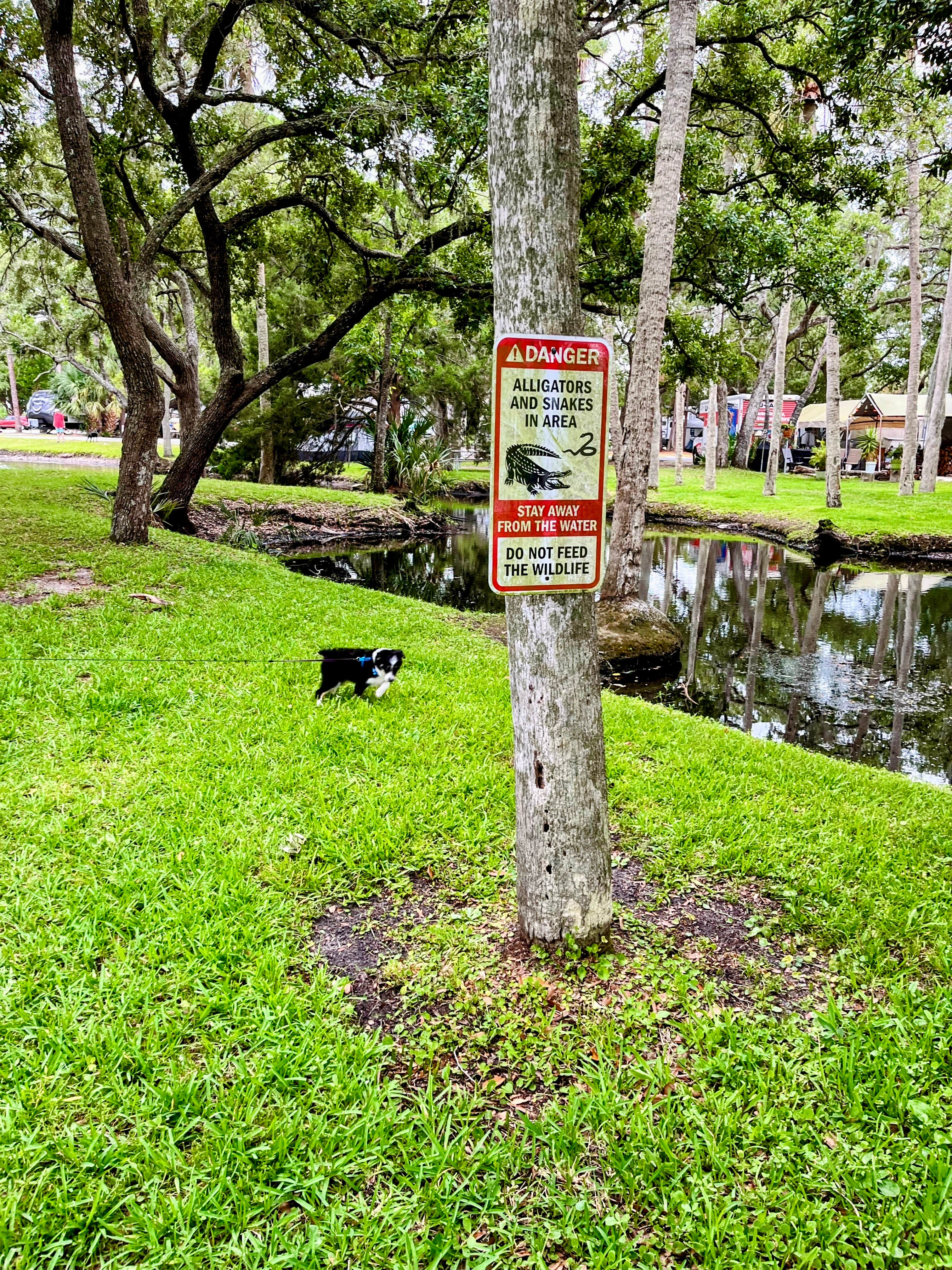 L&A C.'s photo of camping with pets at Encore Crystal Isles near Hernando, FL