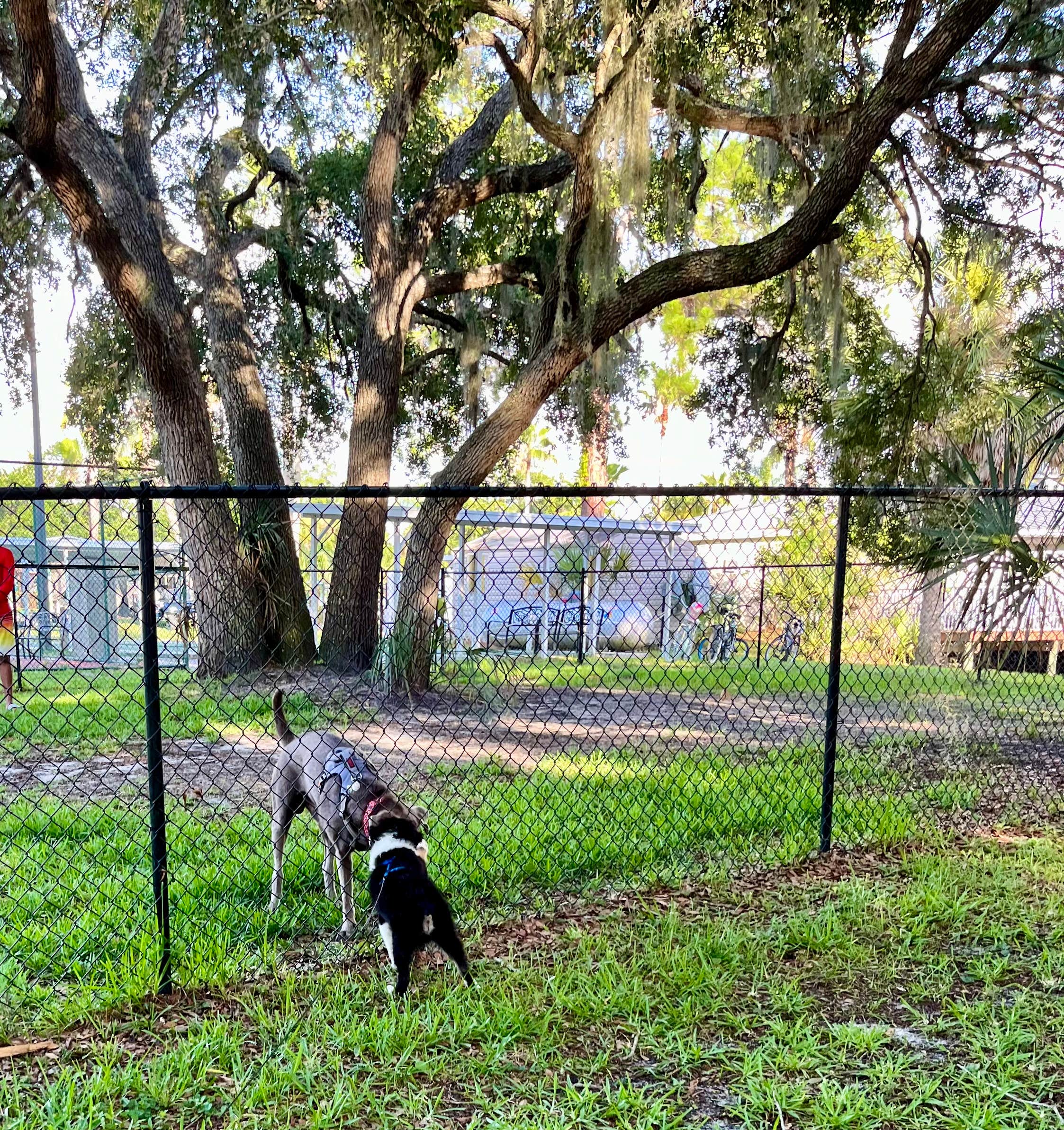L&A C.'s photo of camping with pets at Encore Crystal Isles near Holder, FL