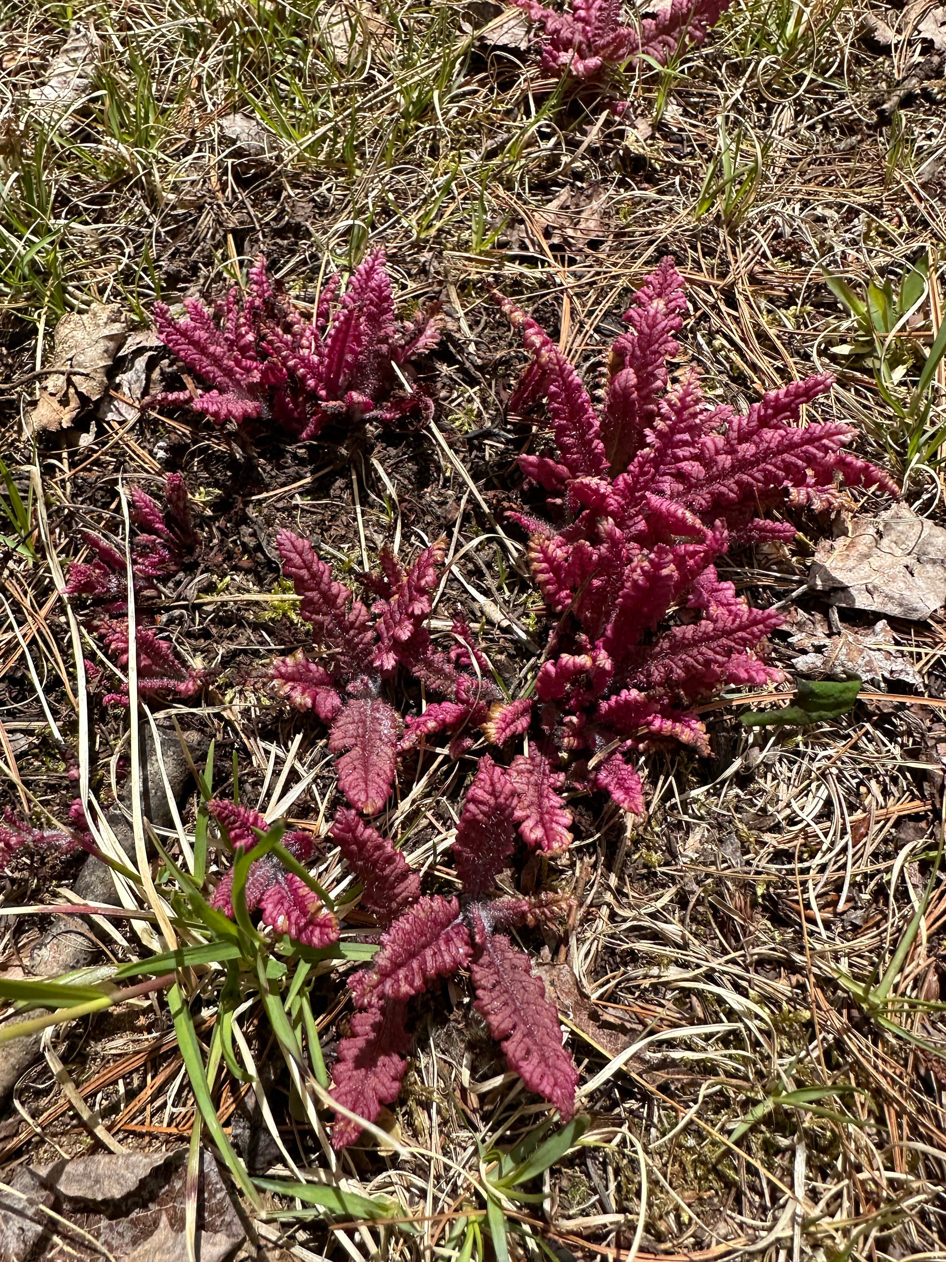 Camper-submitted photo at Crystal Lake Campground near Oregon, WI