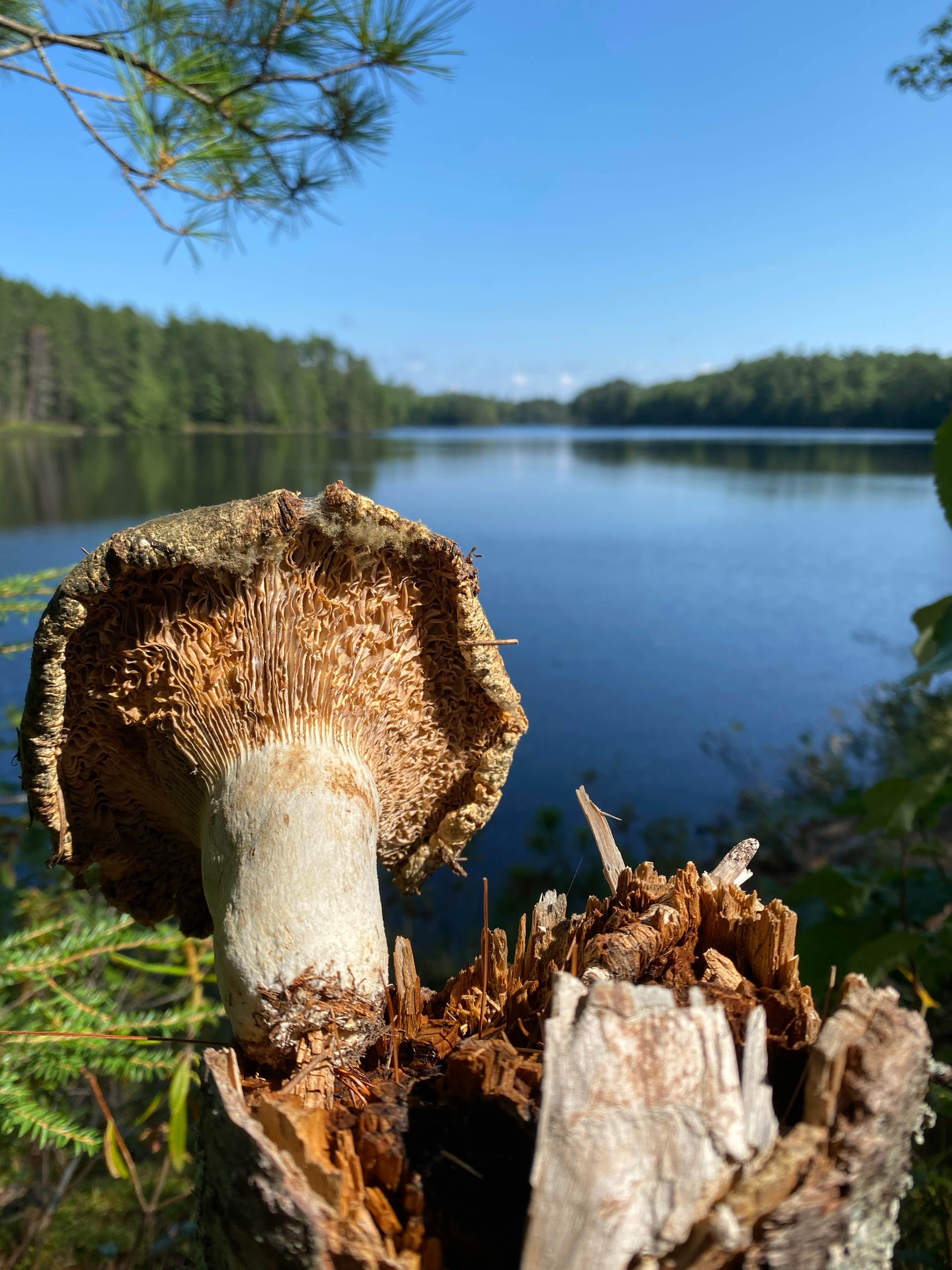 Camper submitted image from Crystal Lake Campground — Northern Highland State Forest - 1