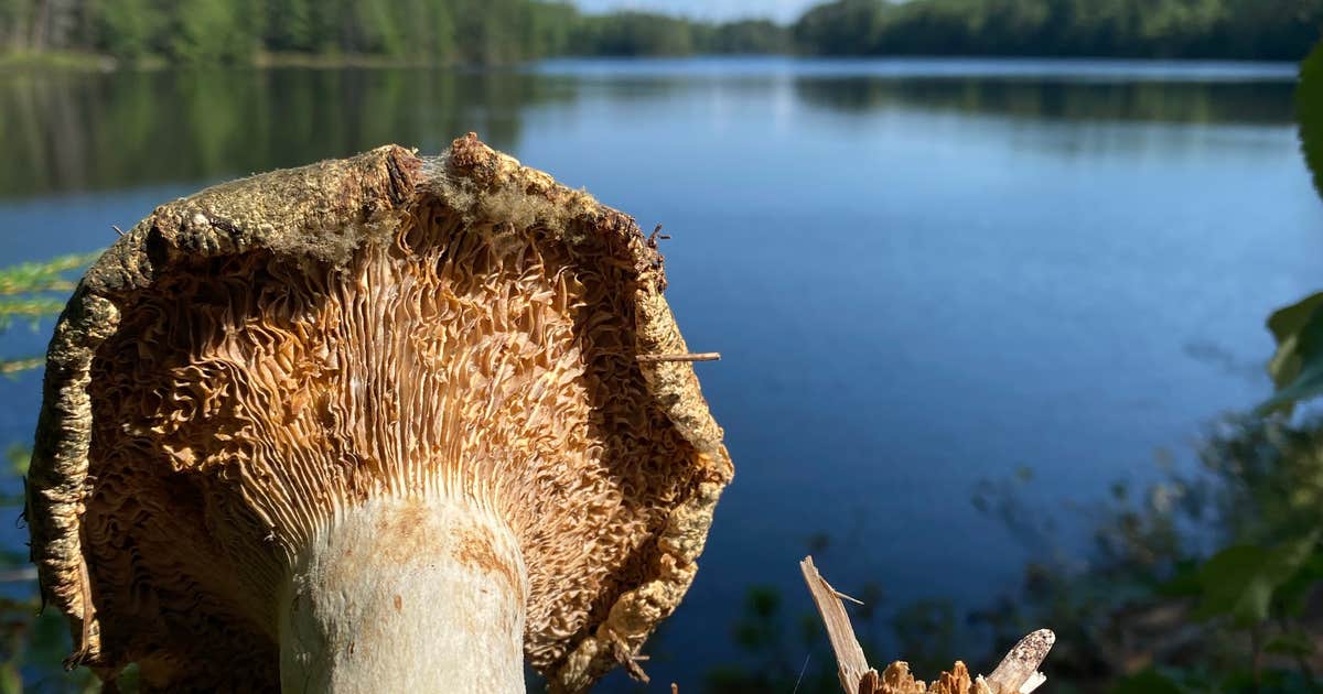 Crystal Lake Campground — Northern Highland State Forest