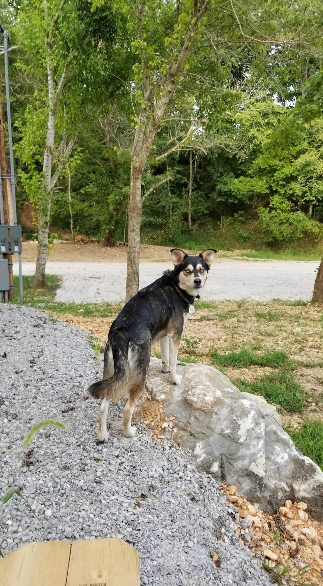 Joe M.'s photo of camping with pets at Crystal Springs RV Resort near Bentonville, AR