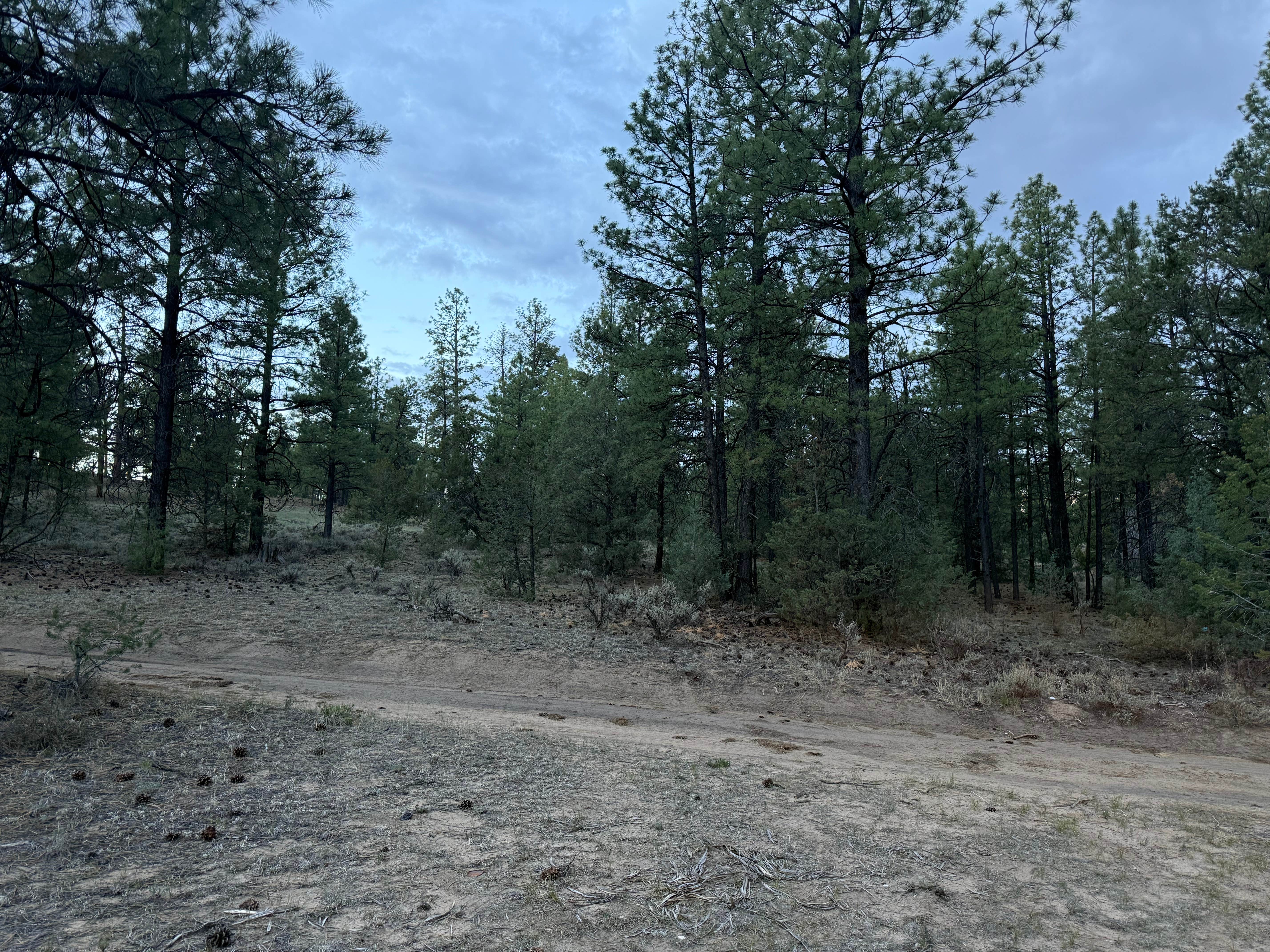 Camper-submitted photo at Cuba Hwy Pulloff on Forest Road 88 near Jemez Springs, NM