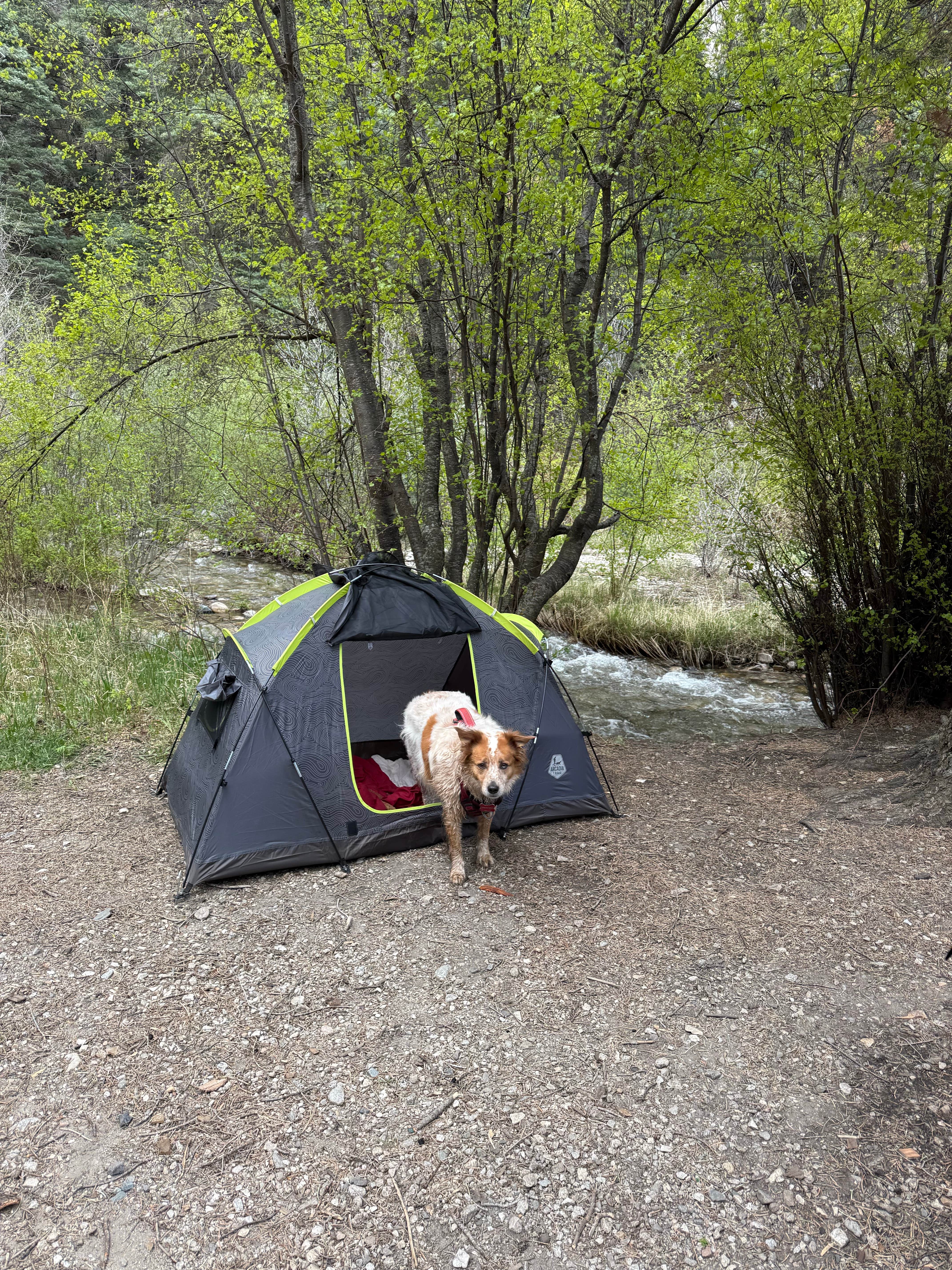 Kris A.'s photo of camping with pets at Cuchilla Campground near Taos, NM