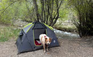 Kris A.'s photo of camping with pets at Cuchilla Campground near Eagle Nest, NM