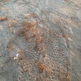 Review photo of Cuddeback Road Dispersed Camping by Jules D., June 10, 2026