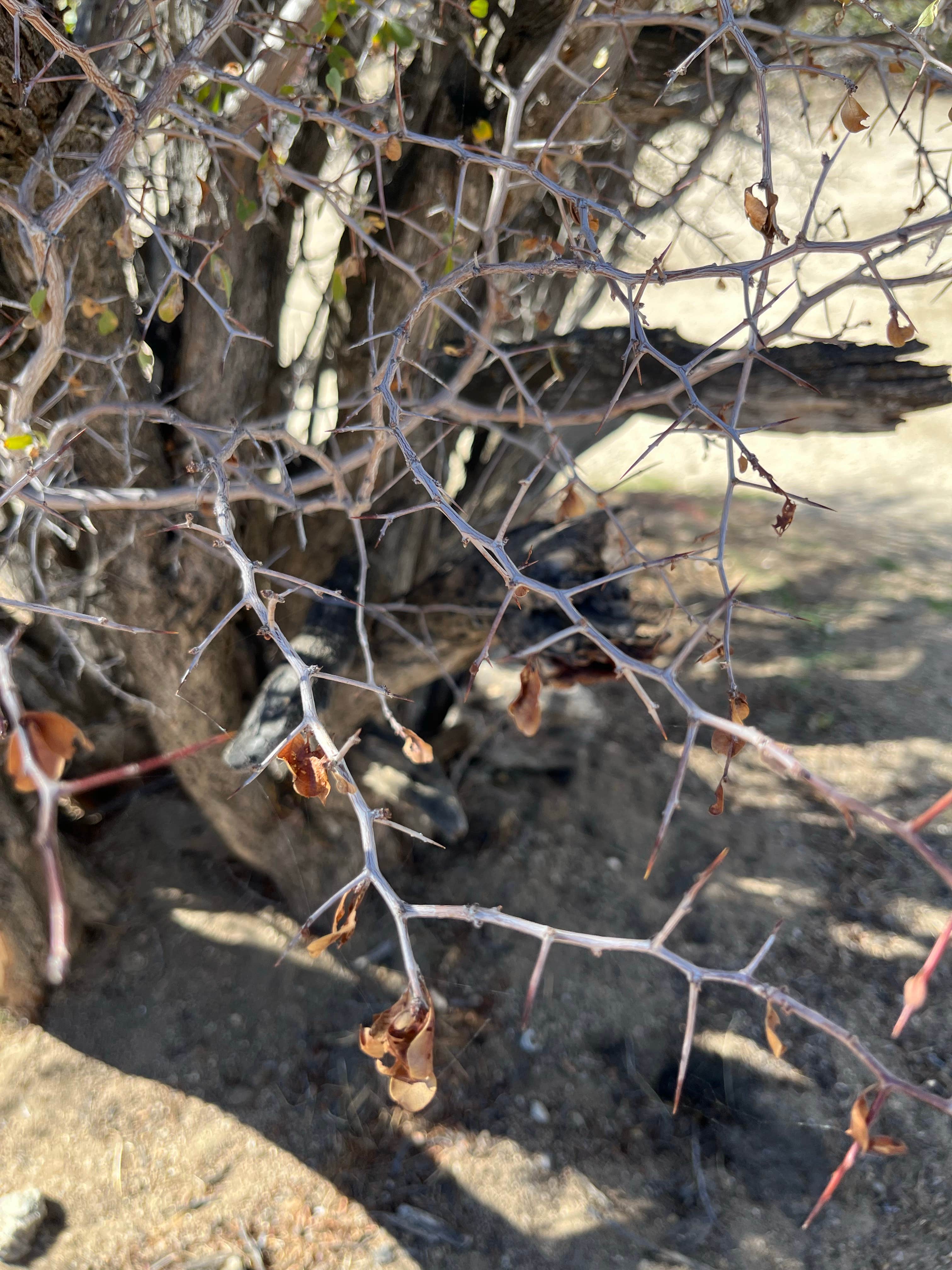 Camper submitted image from culp primitive campground - 4