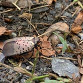 Review photo of Manor - Cunningham Falls State Park by Chelsea B., October 17, 2025