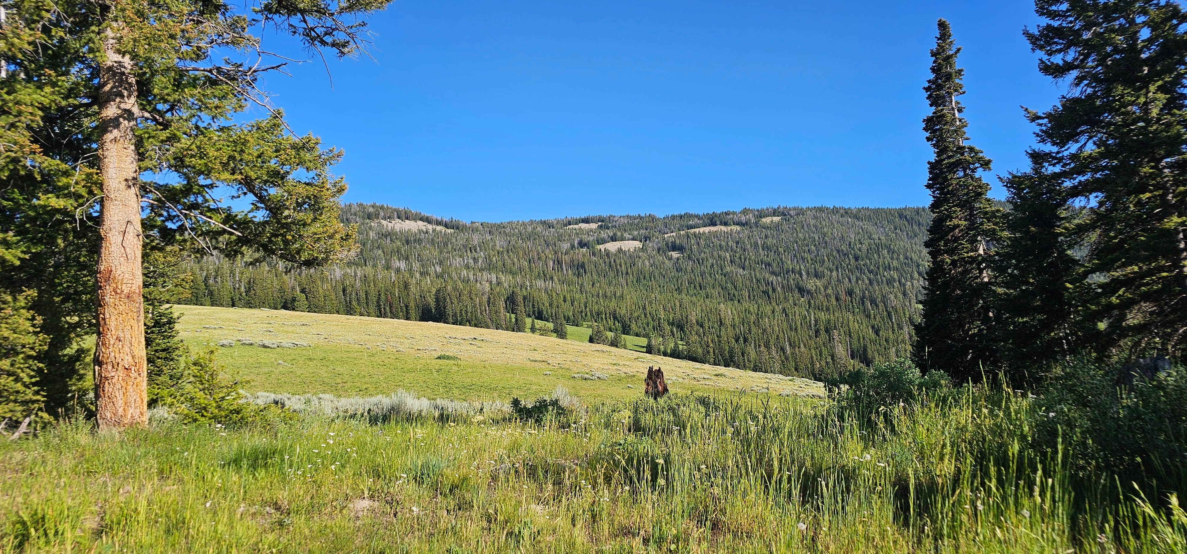 Camper submitted image from Curtis Canyon Campsites 15-16 - 1