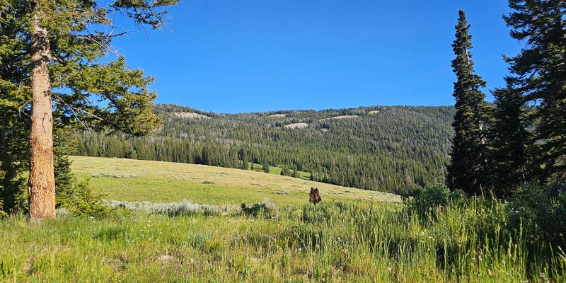 Camper submitted image from Curtis Canyon Campsites 15-16