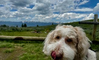 Taylor S.'s photo of camping with pets at Curtis Canyon Dispersed Camping near Bridger-Teton National Forest