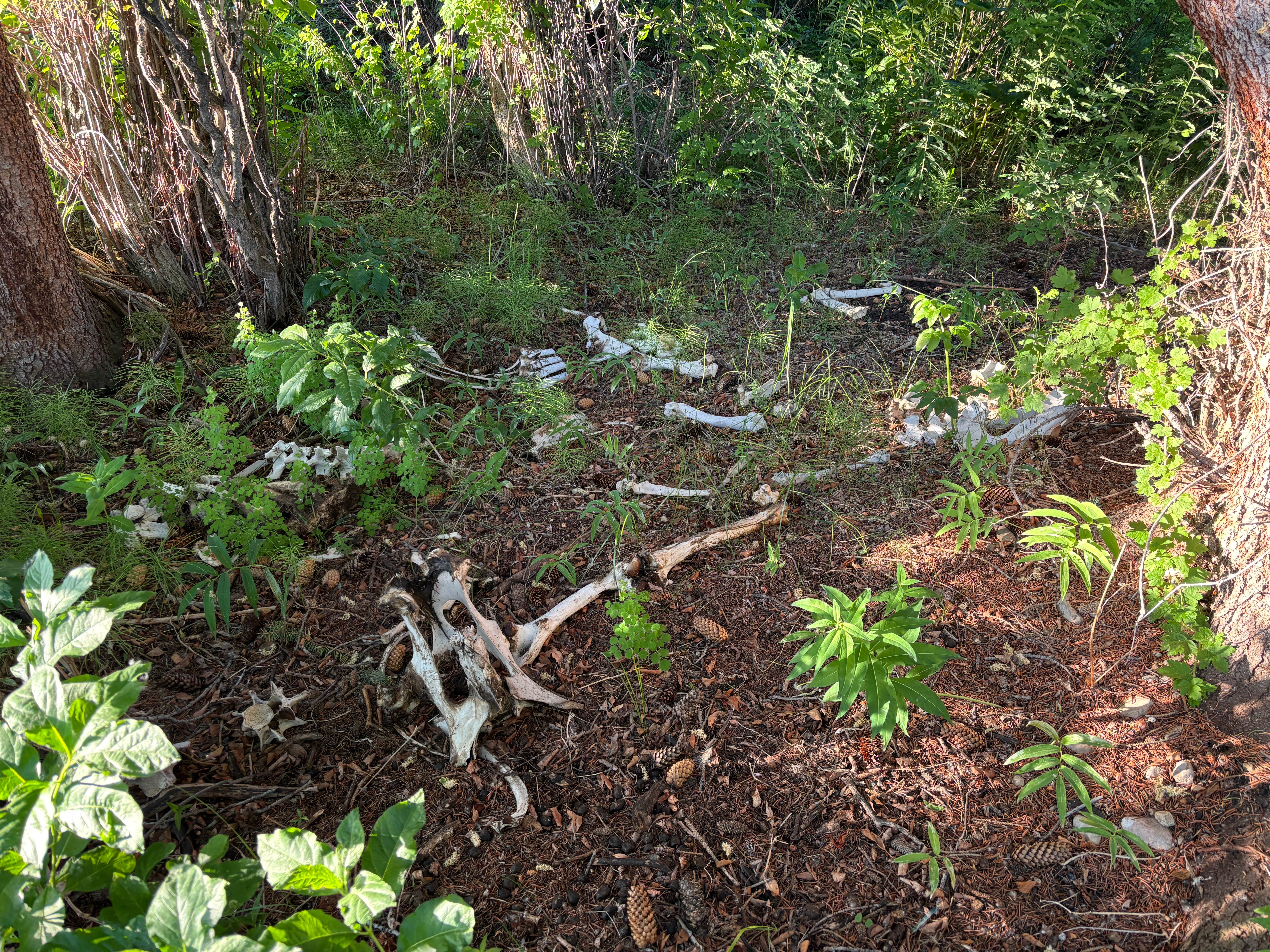 Camper-submitted photo at Curtis Canyon Dispersed Camping near Wilson, WY