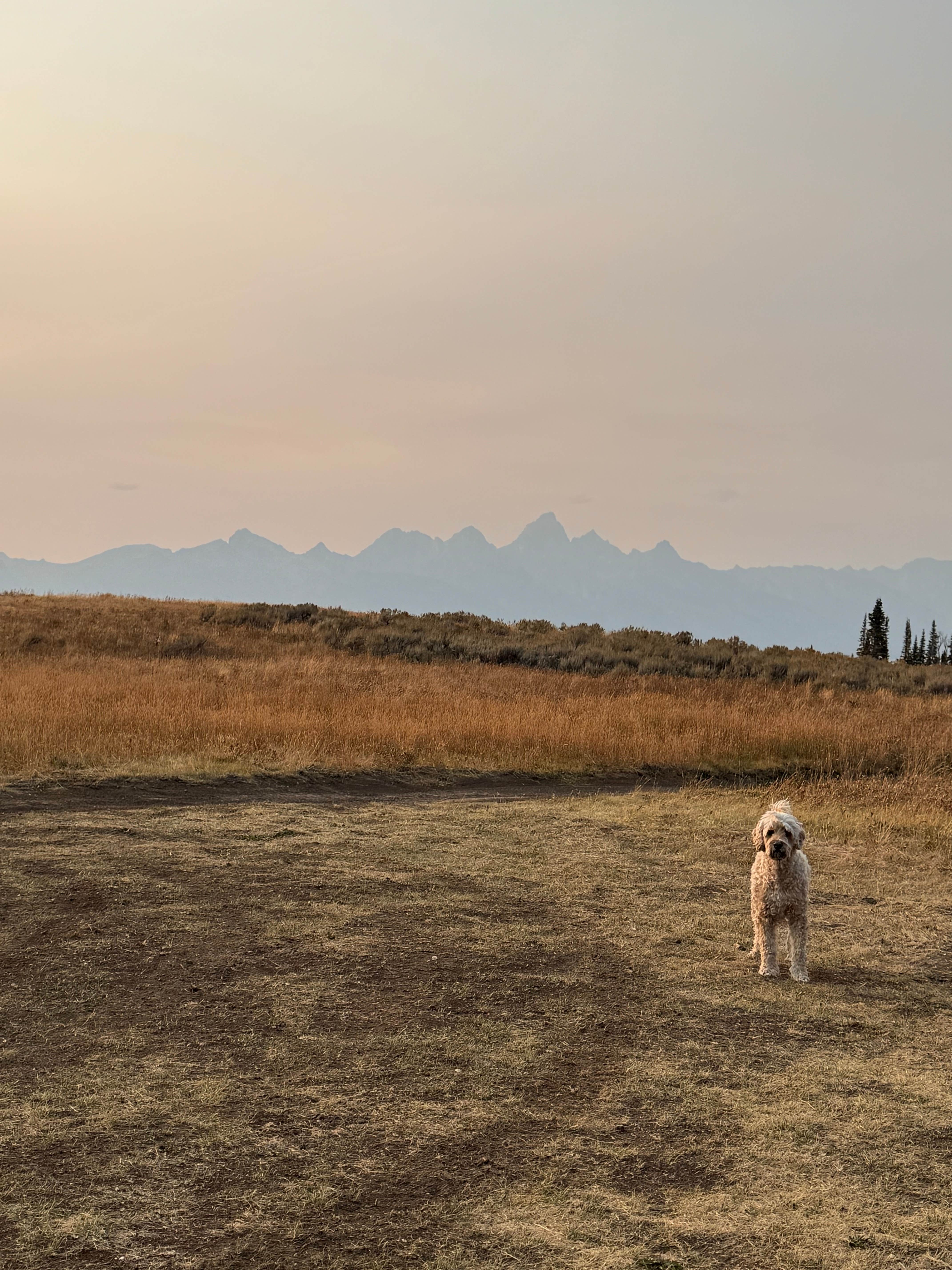 Ross F.'s photo of camping with pets at Curtis Canyon Dispersed Camping near Jackson, WY
