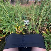 Review photo of Curtis Canyon Dispersed Camping by dirtdog , August 15, 2025