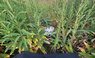 dirtdog's photo of camping with pets at Curtis Canyon Dispersed Camping near Bridger-Teton National Forest