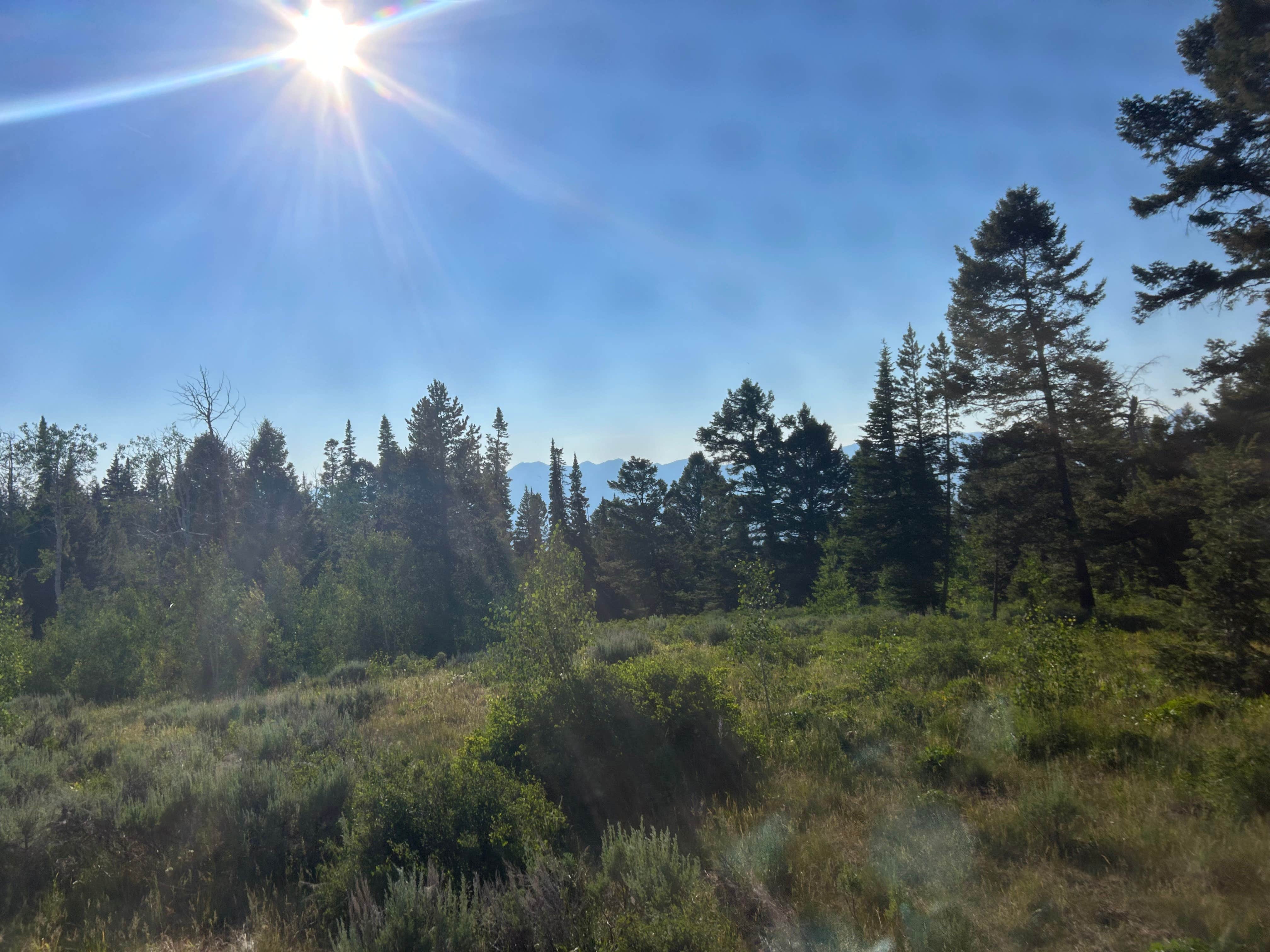 Macy E.'s photo of a dispersed camping area at Curtis Canyon Dispersed Camping near Wilson, WY