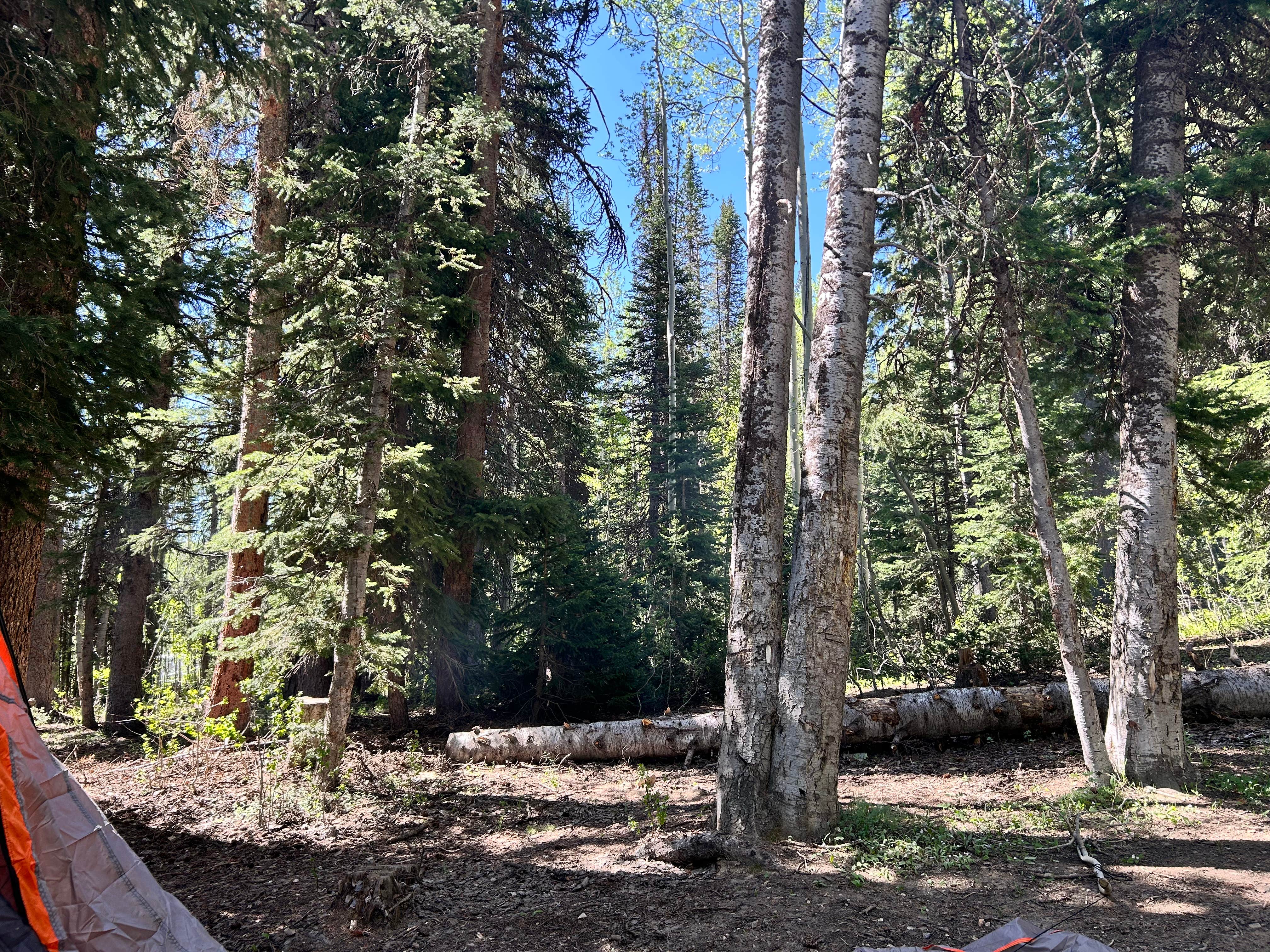 John C.'s photo of tent camping at Curtis Creek / Arbs Basin near Coalville, UT