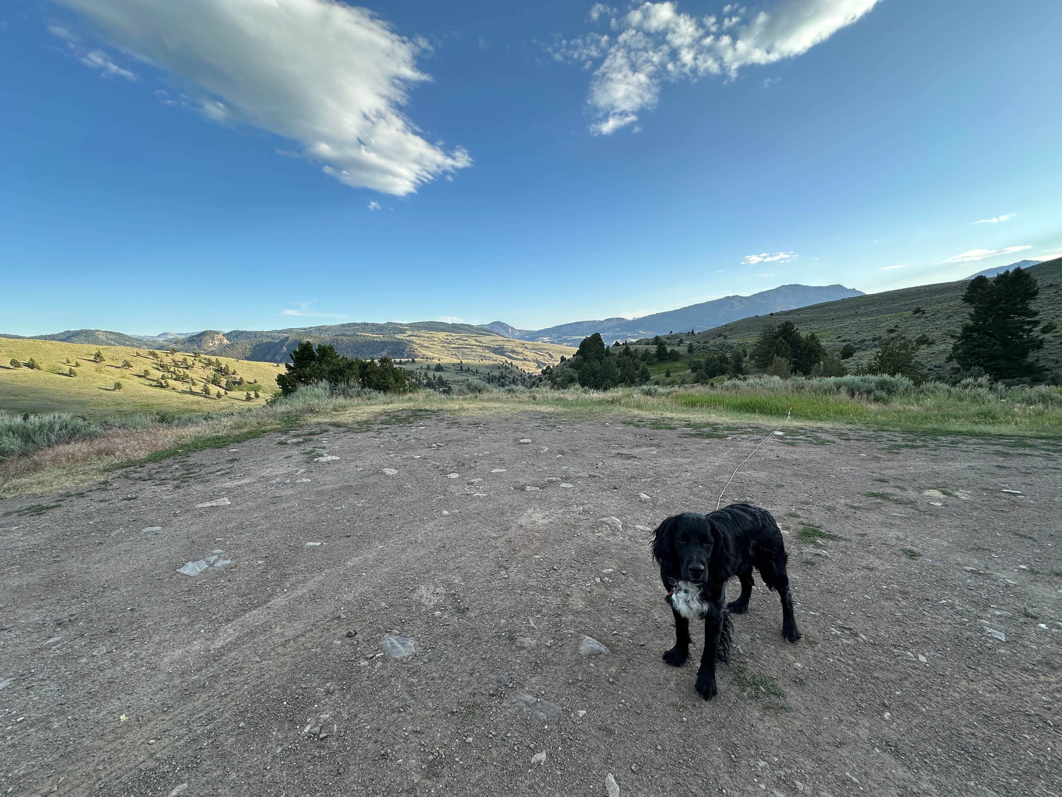 Bruce S.'s photo of camping with pets at Custer-Gallatin National Forest Dispersed Camping near Yellowstone National Park