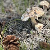 Review photo of Custer National Forest by Kirsten L., June 26, 2026