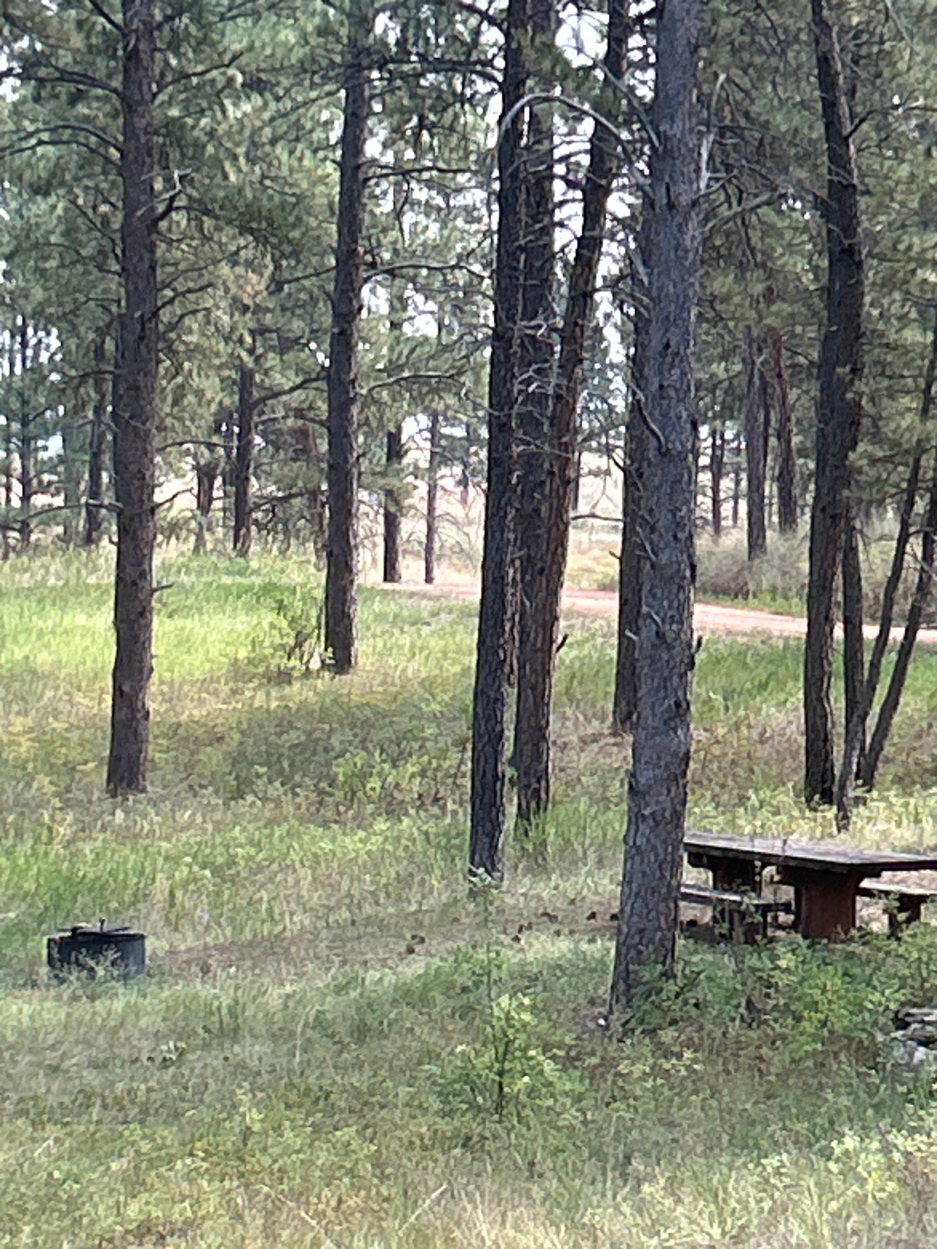 Camper-submitted photo at Custer National Forest near Custer National Forest