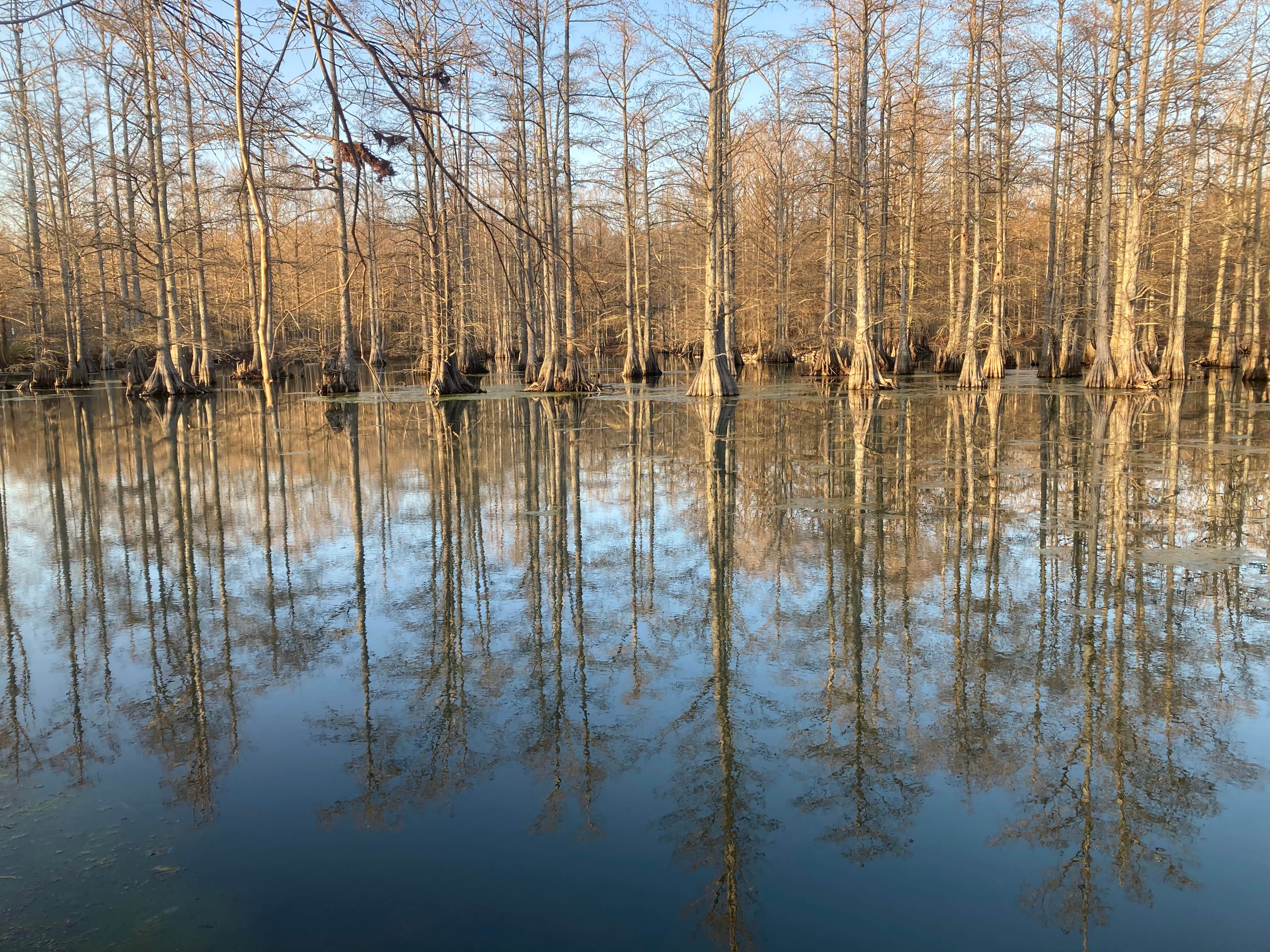 Camper submitted image from Cypress Lakes RV Park - 5