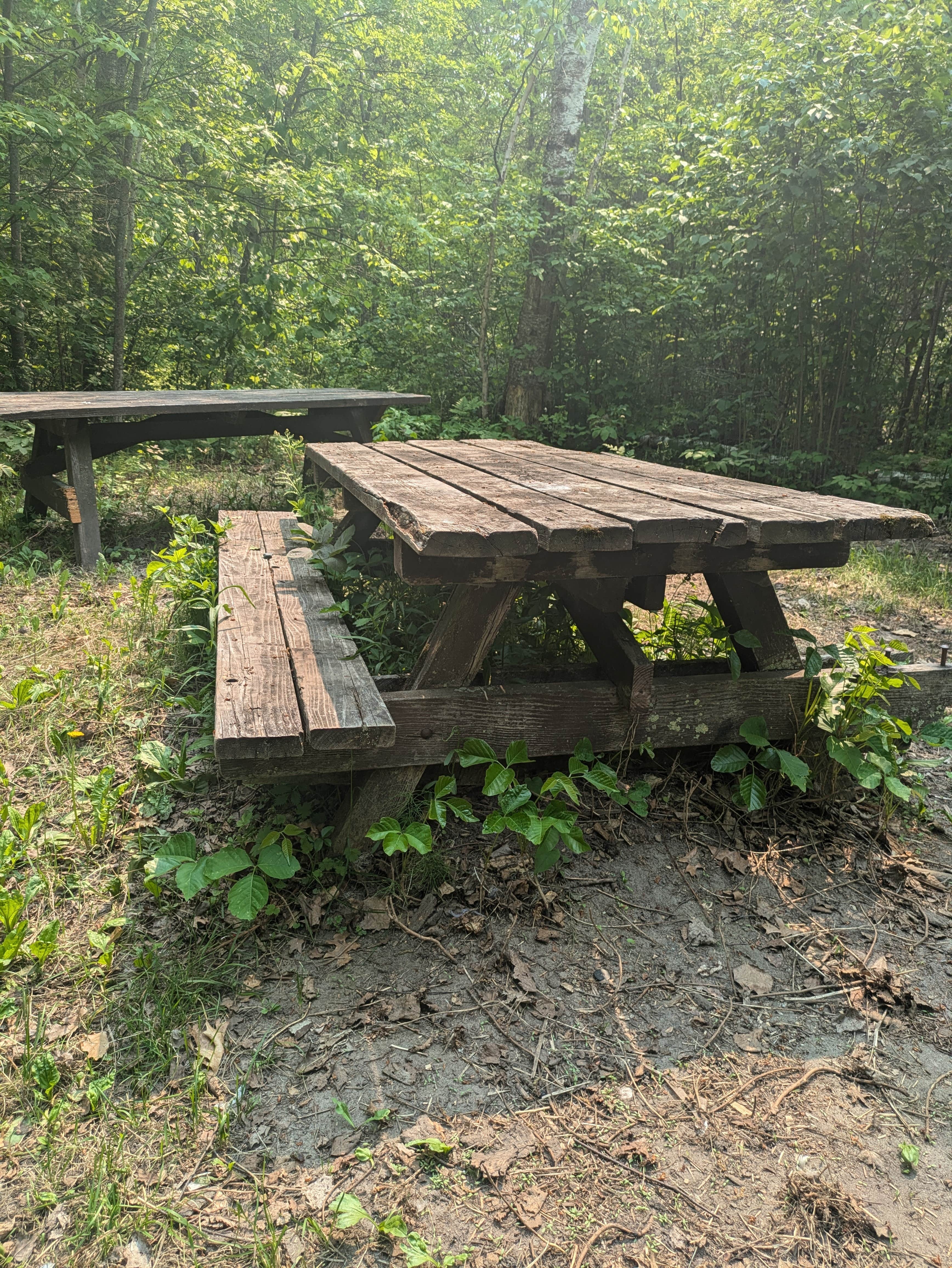 Camper submitted image from D57 Upper Pigeon Lake - 3