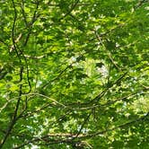 Review photo of D57 Upper Pigeon Lake by A E., August 11, 2026