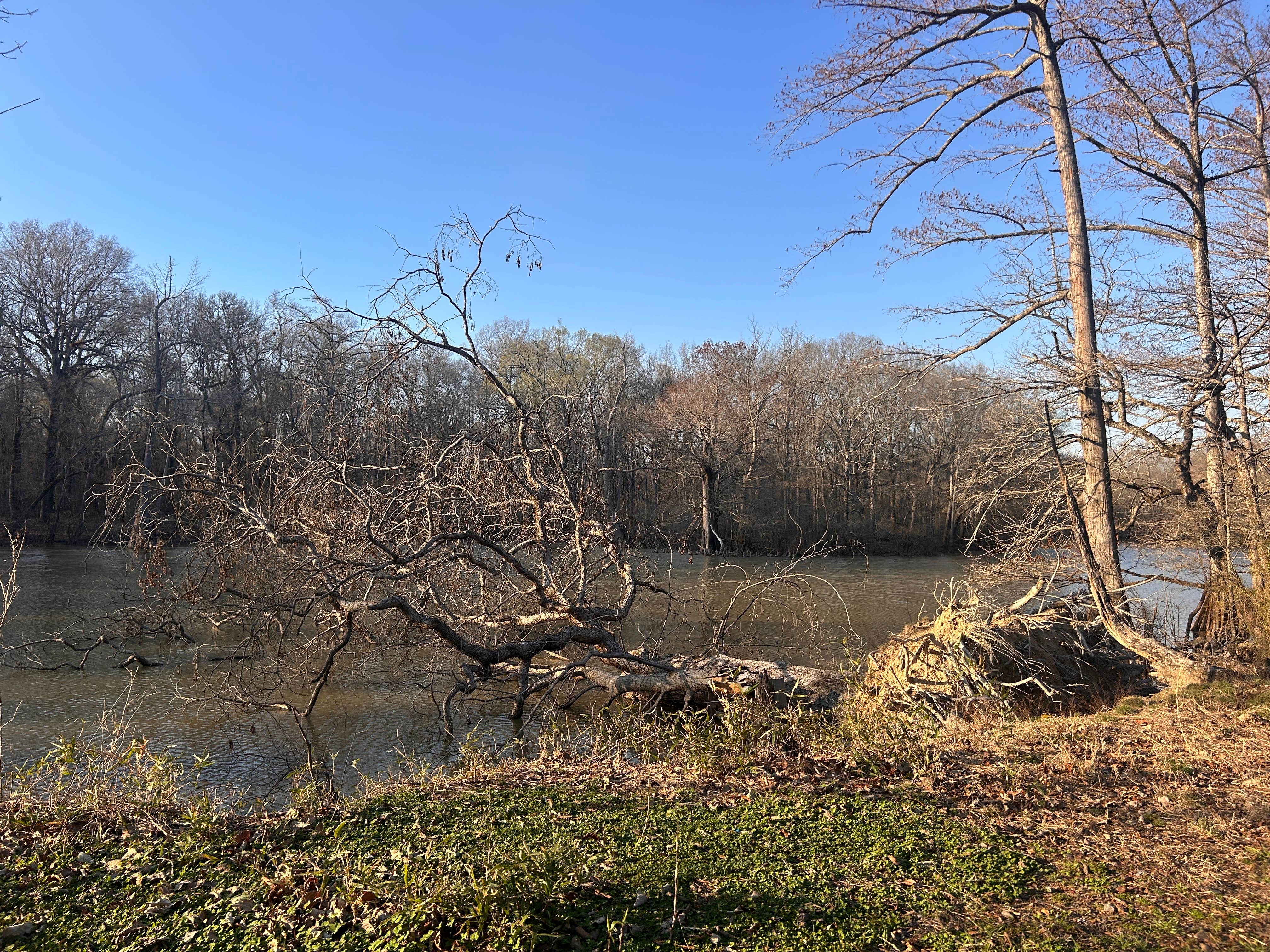 Camper-submitted photo at Dagmar Wildlife Management Area Campsites near St. Charles, AR