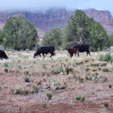 Review photo of Dalton Wash Dispersed by Shayla S., May 6, 2025